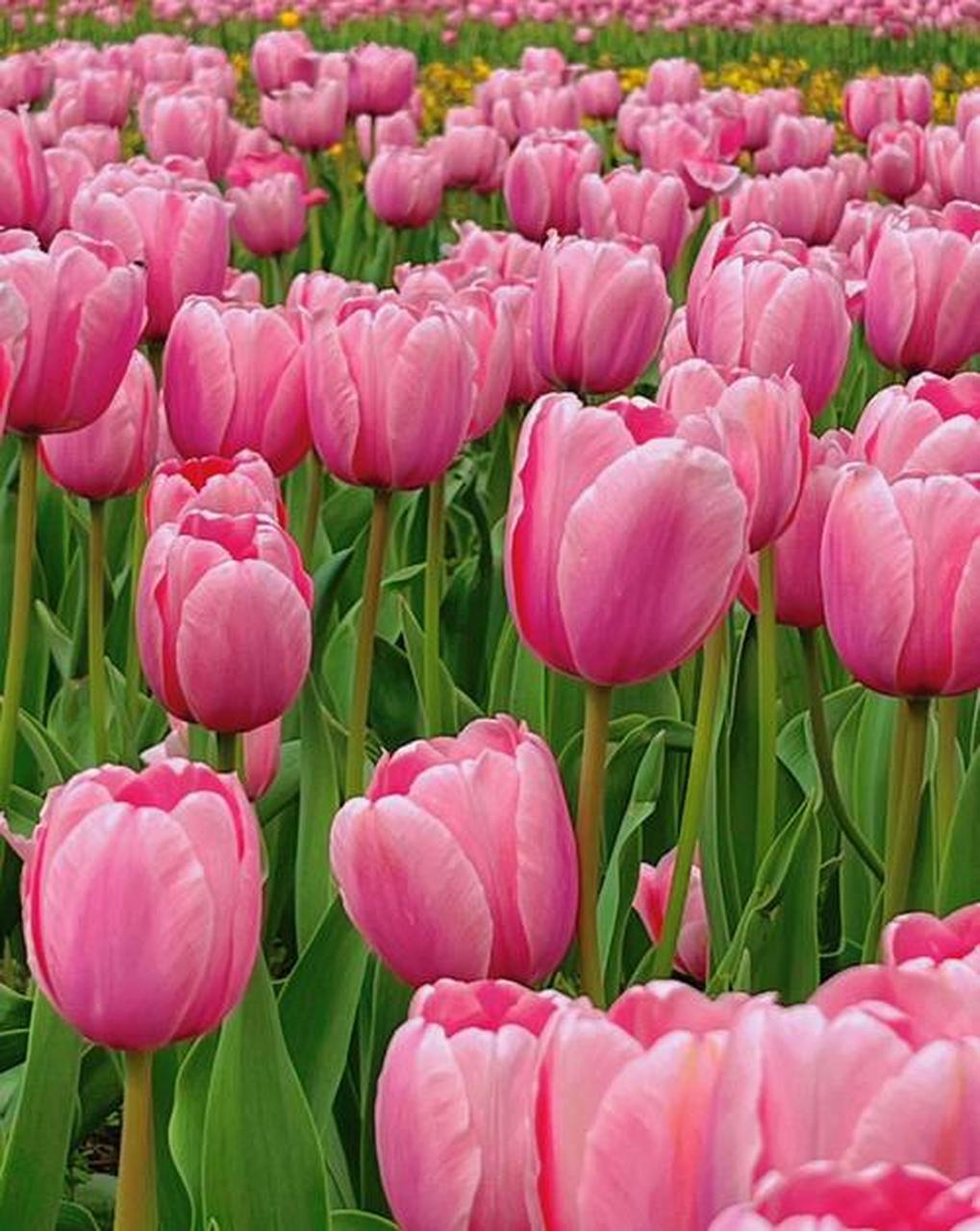 郁金香(学名:tulipa)是百合科郁金香属的多年生草本植物,原产于土耳其