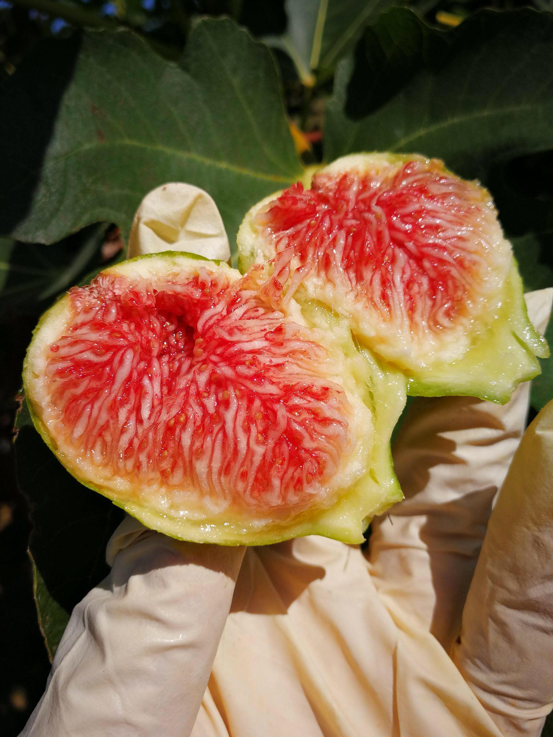 威海青皮无花果园,口味甘甜,营养丰富,现摘发货,确保新鲜