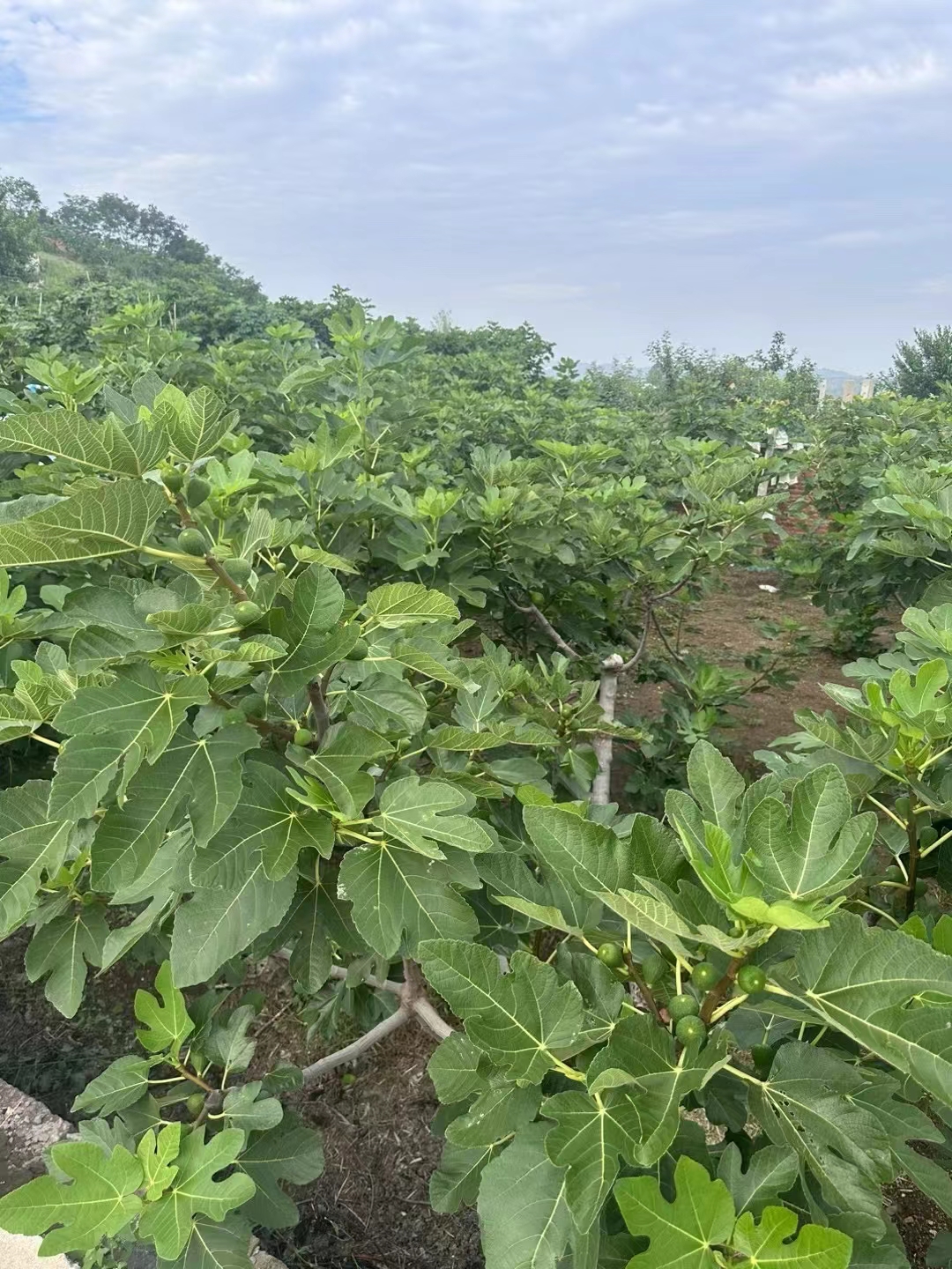 威海青皮无花果园,口味甘甜,营养丰富,现摘发货,确保新鲜