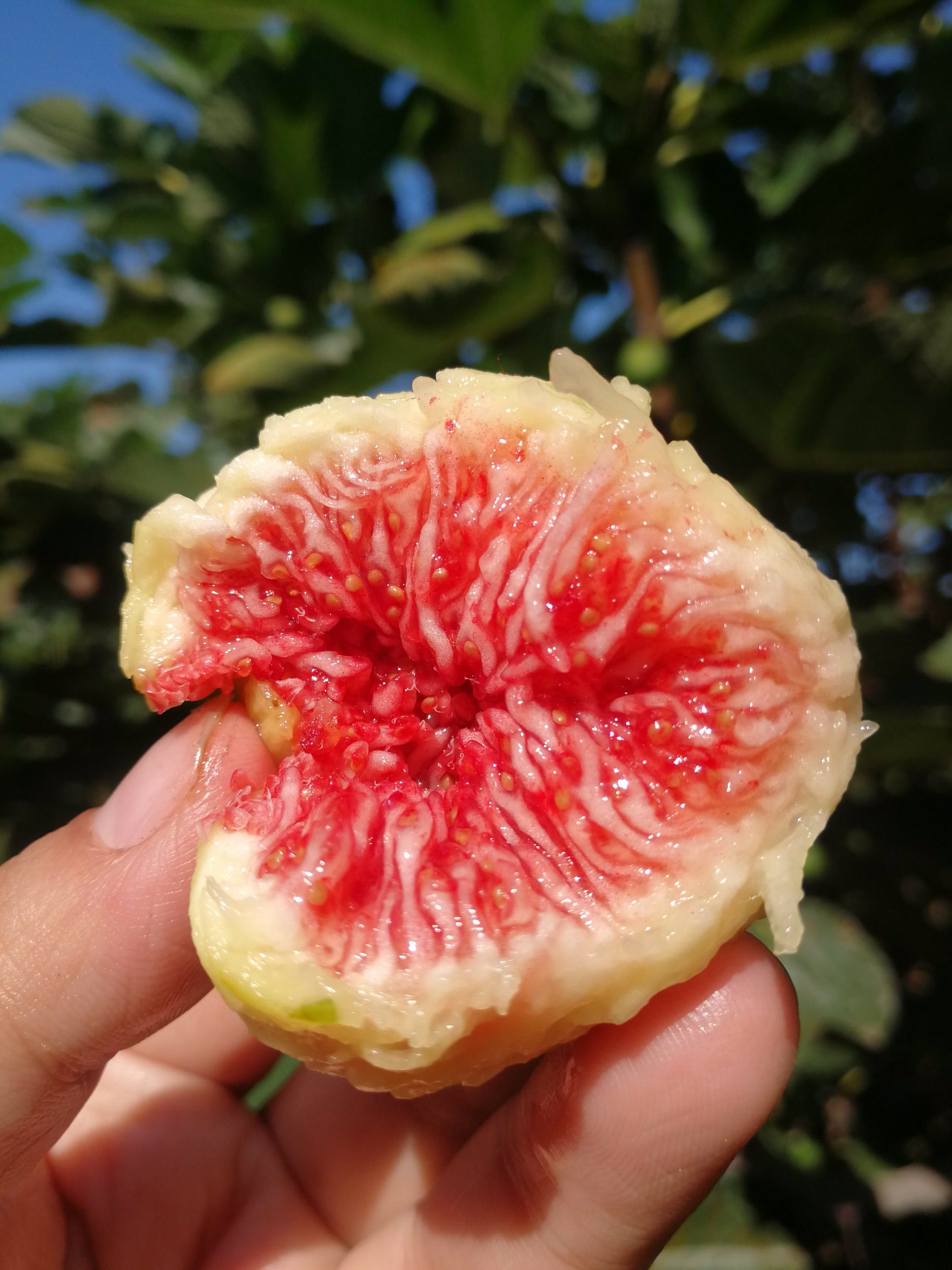 威海青皮无花果园,口味甘甜,营养丰富,现摘发货,确保新鲜