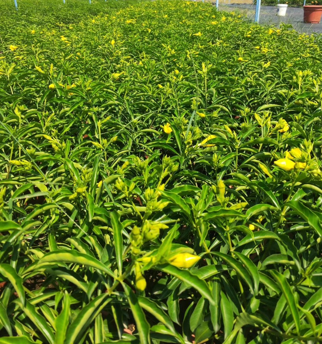 绿植推荐——#摄影爱好者联盟# 金婵(金蝉)