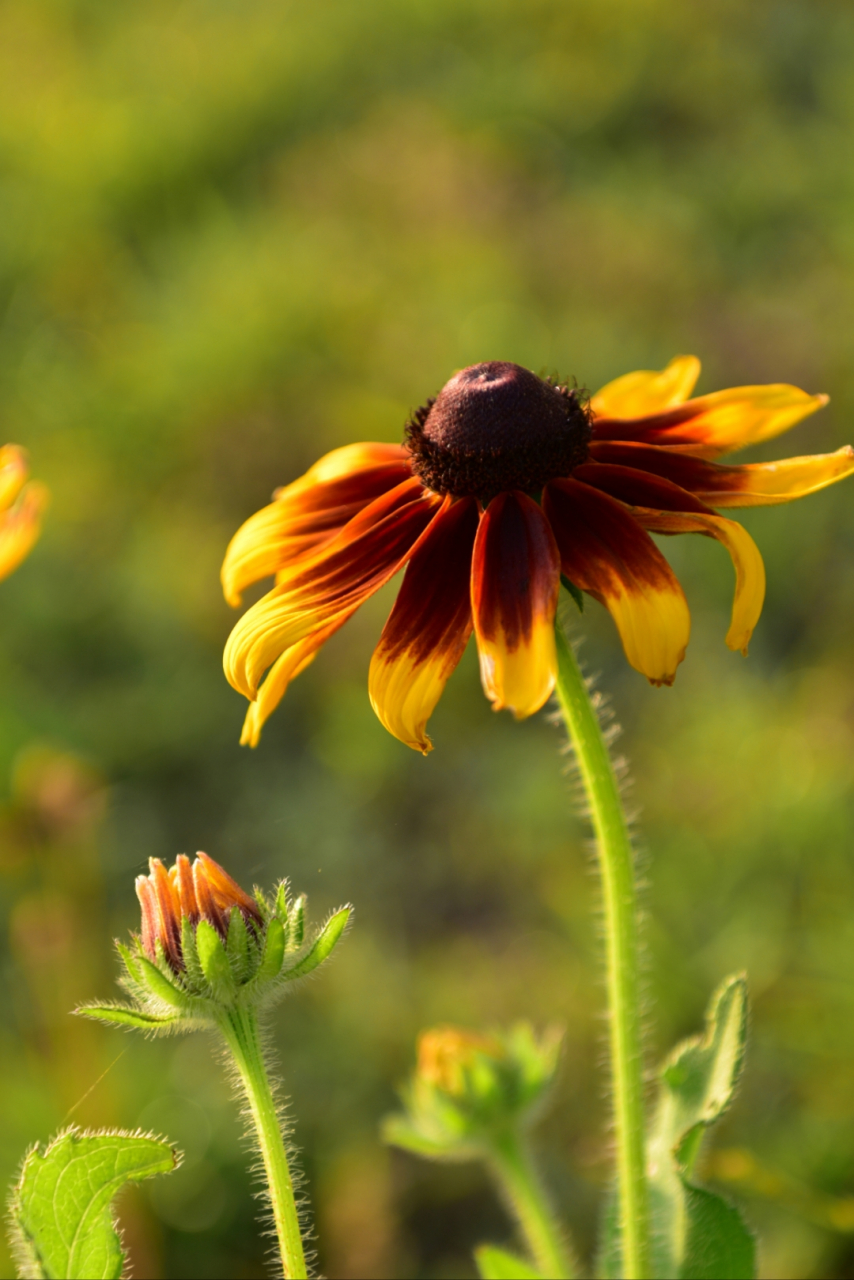 黑心金光菊——人们赋予她浪漫忠贞,不畏他人眼光的爱,公平正义,相信