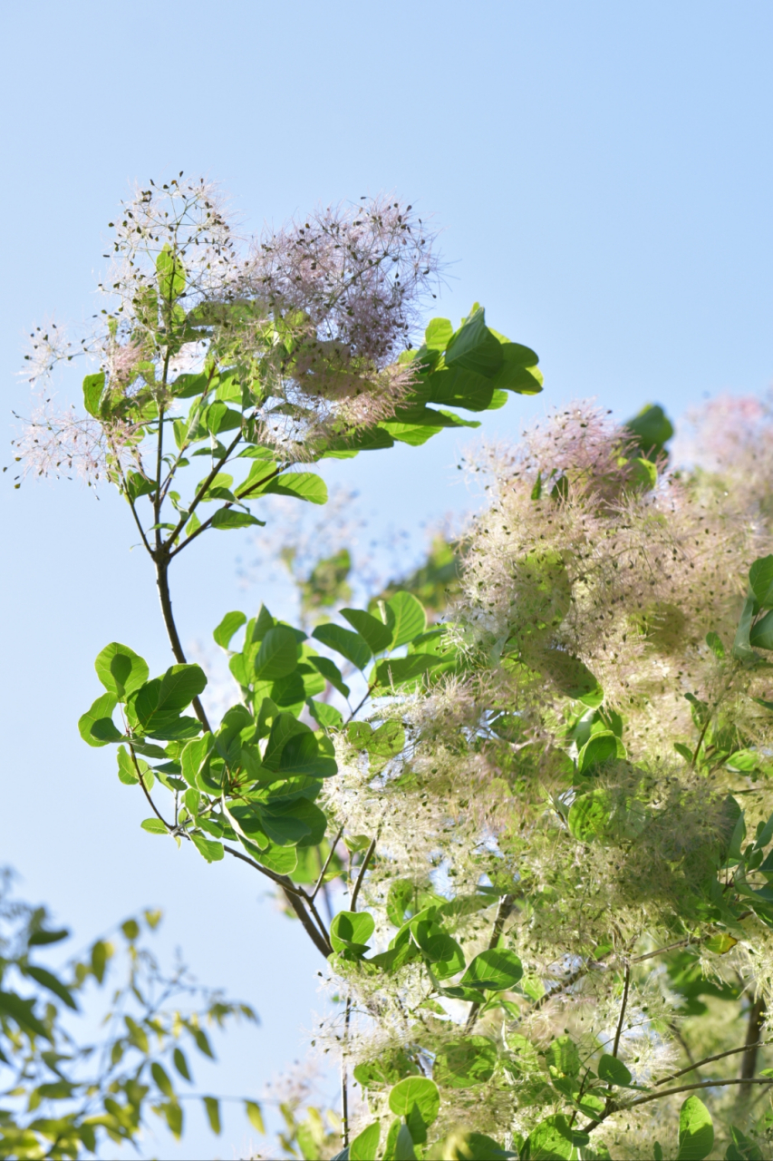 黄栌花开,坚定而美好