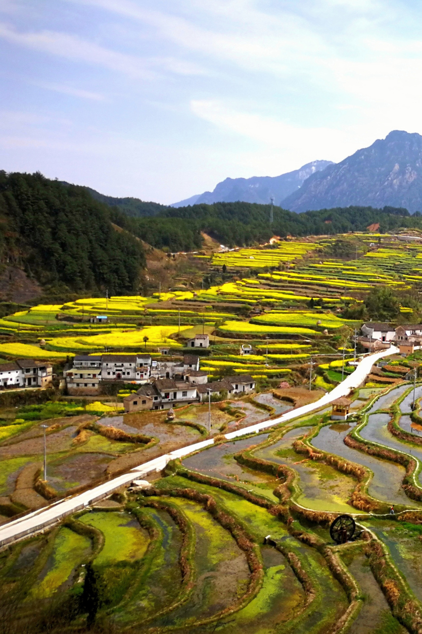 绩溪家朋的油菜花就要开了,蓝天白云,青山绿水,红砖白墙,还有正在灌溉