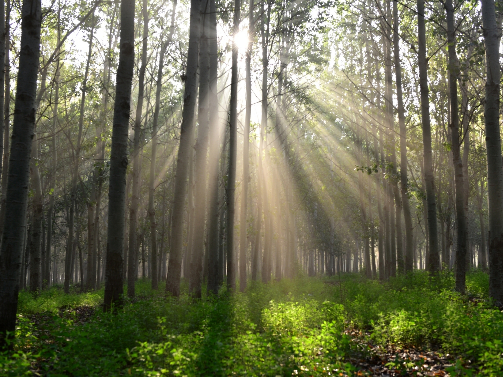 初升的太阳穿越树林,透过枝叶的缝隙,散发着无限光芒!