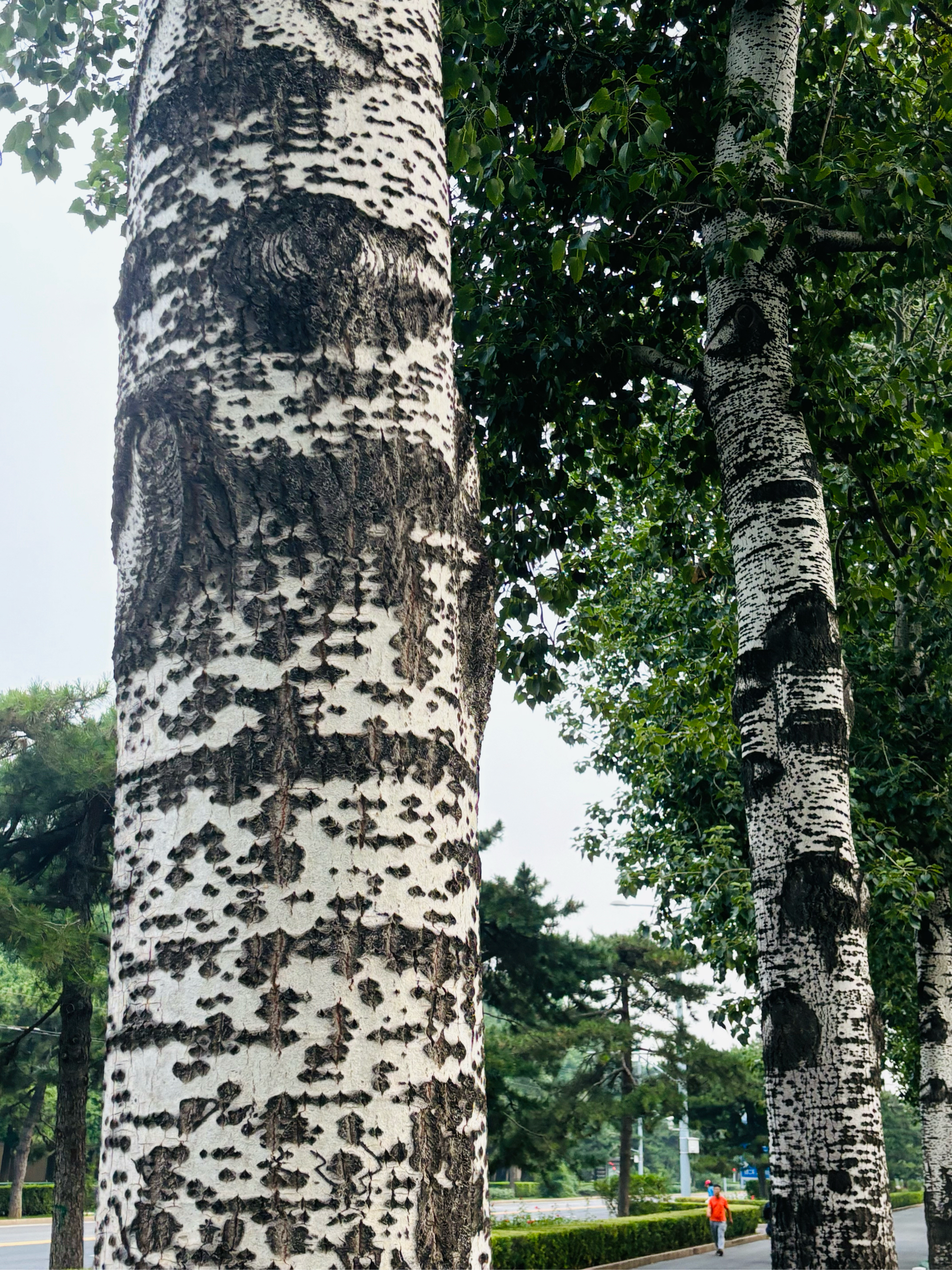 金世安干白杨图片