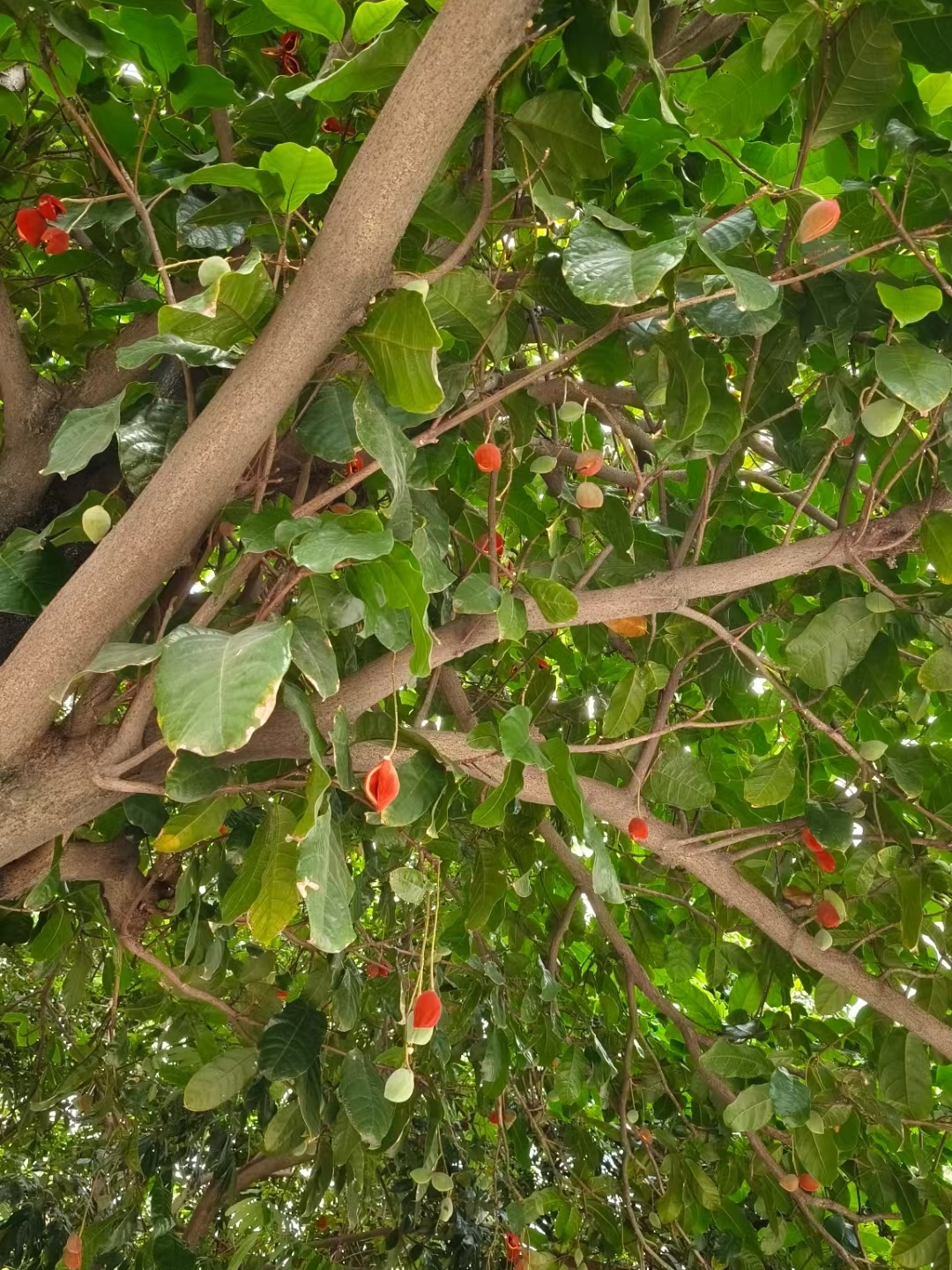 发现新大陆:中午外出路上发现凤眼树