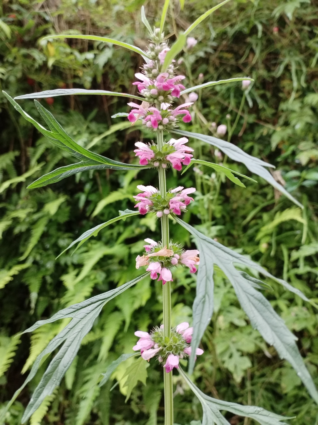 野生艾草开花图片图片