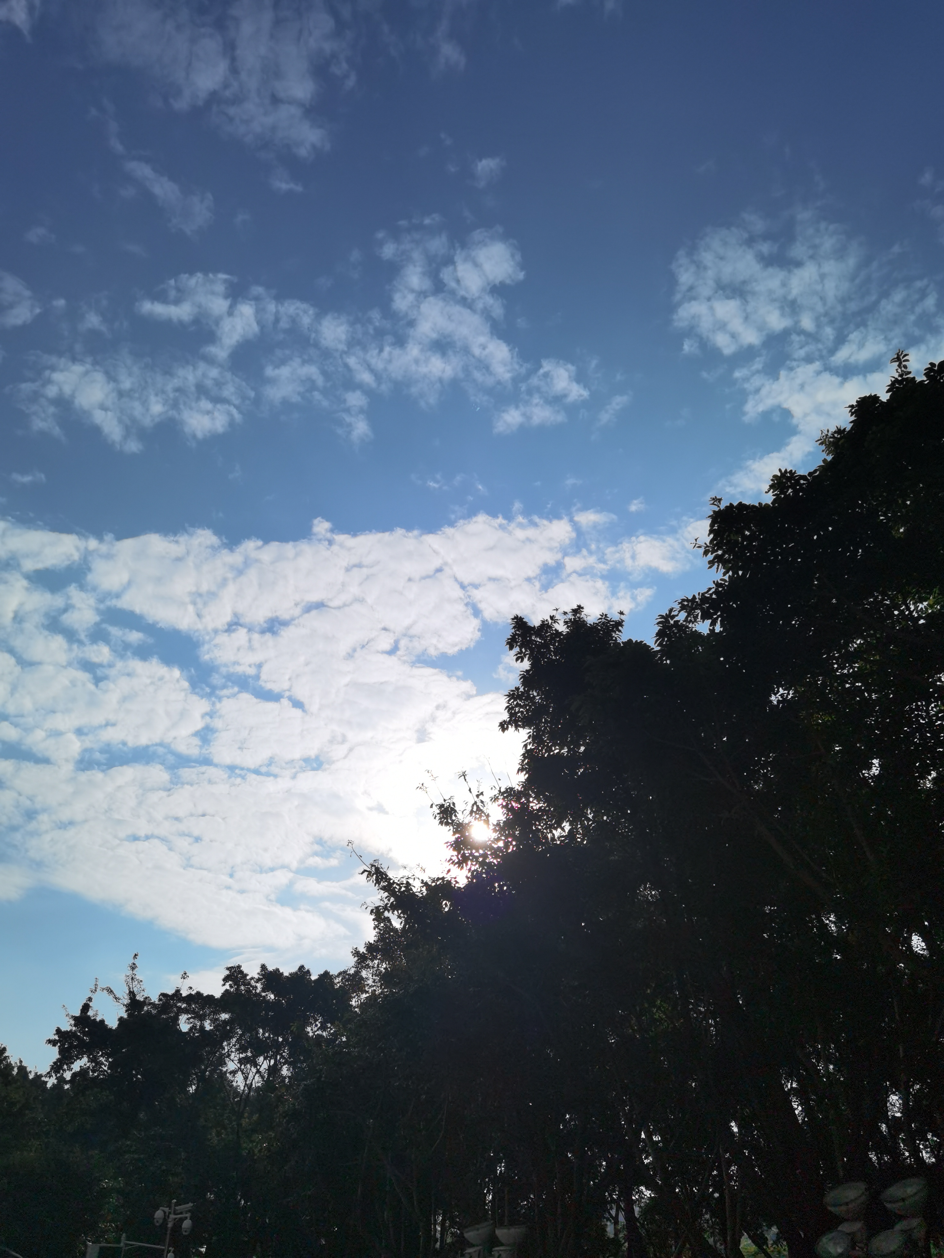 手机摄影:早晨深圳竹子林