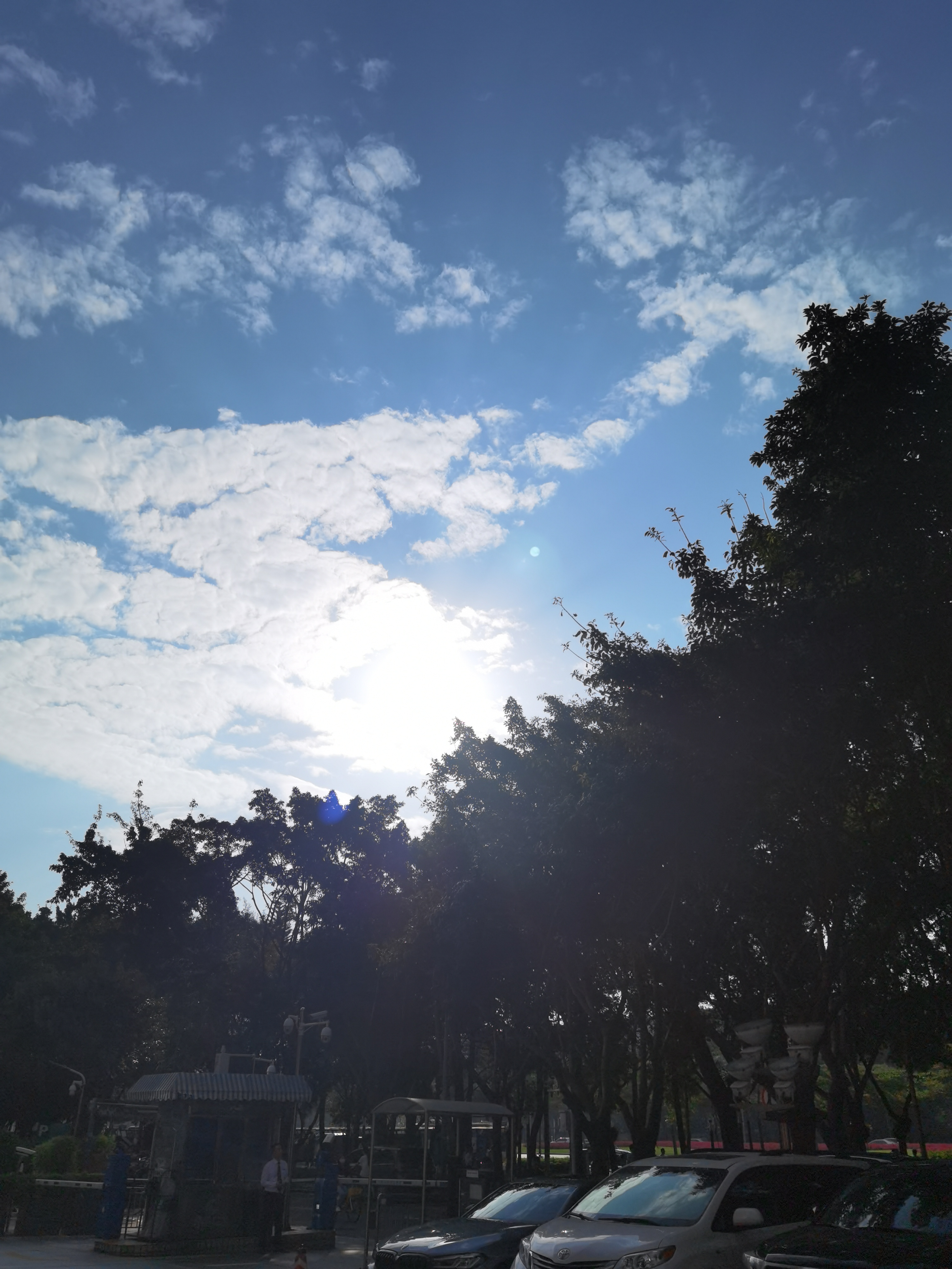 手机摄影:早晨深圳竹子林