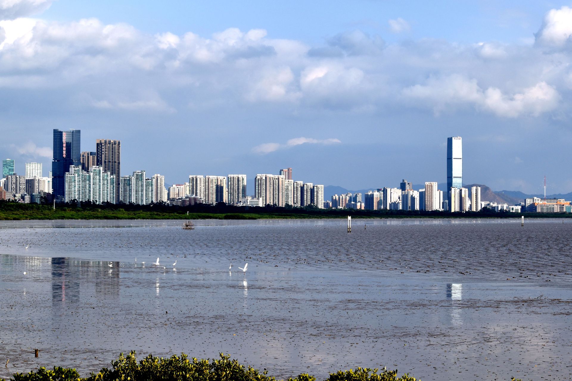 深圳湾红树林公园掠影