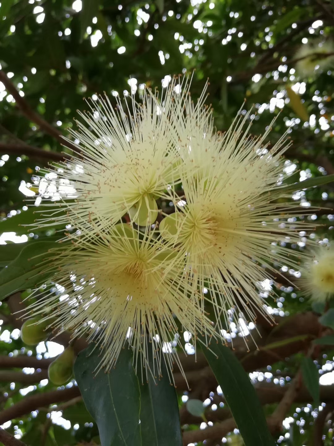 美丽的水葡萄树花