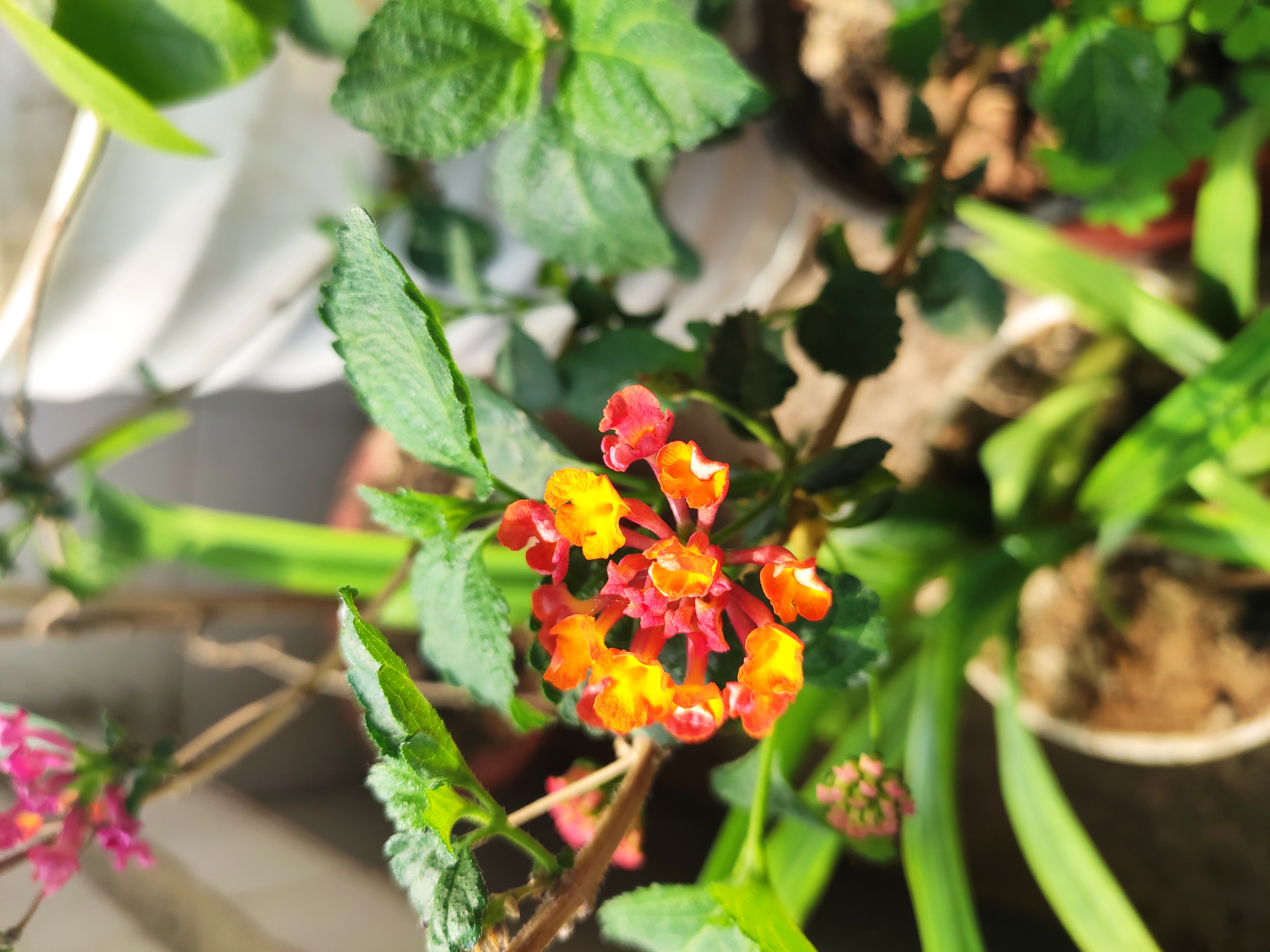 春日随拍绣球,无名花