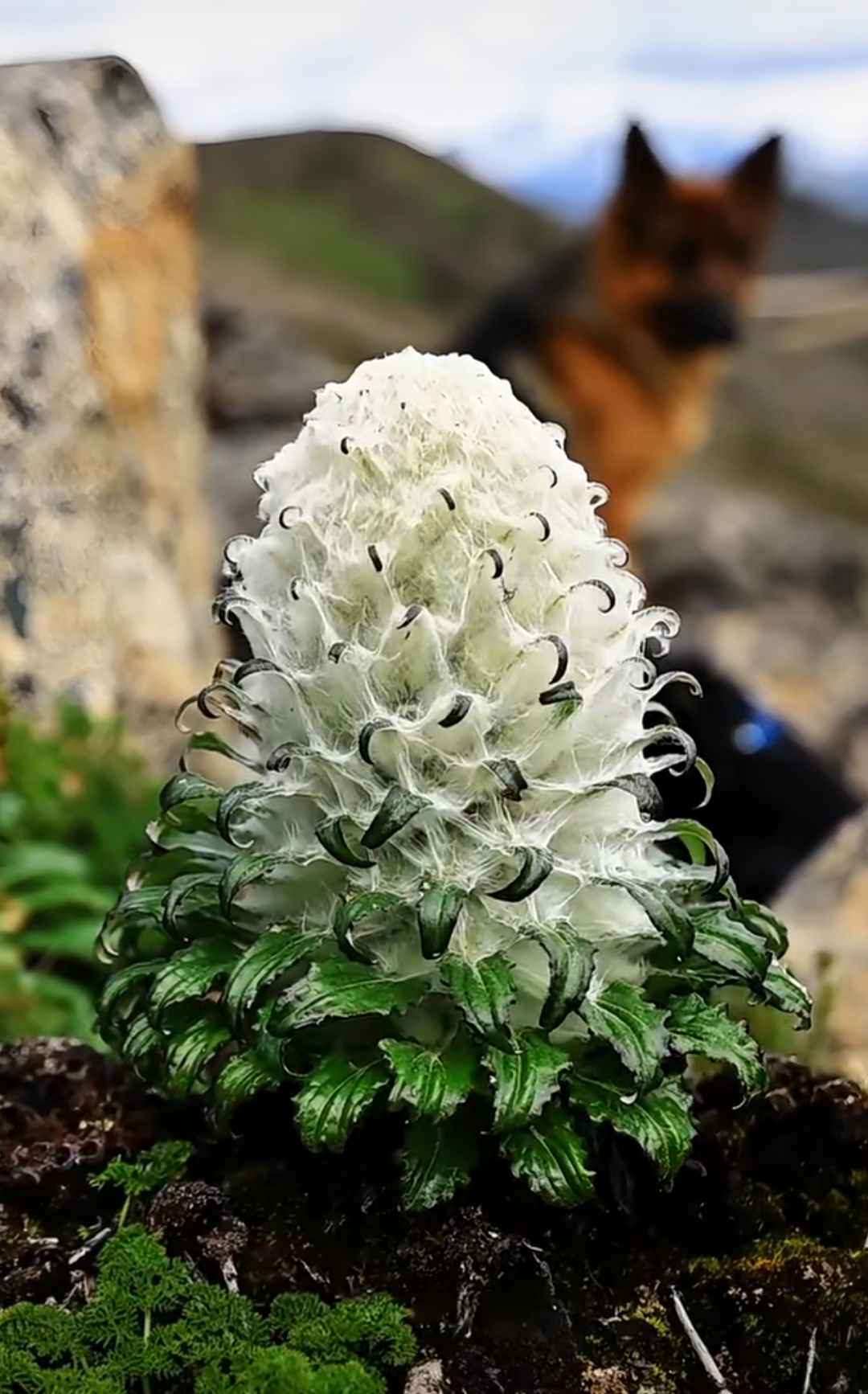 喜马拉雅山南麓植被图片