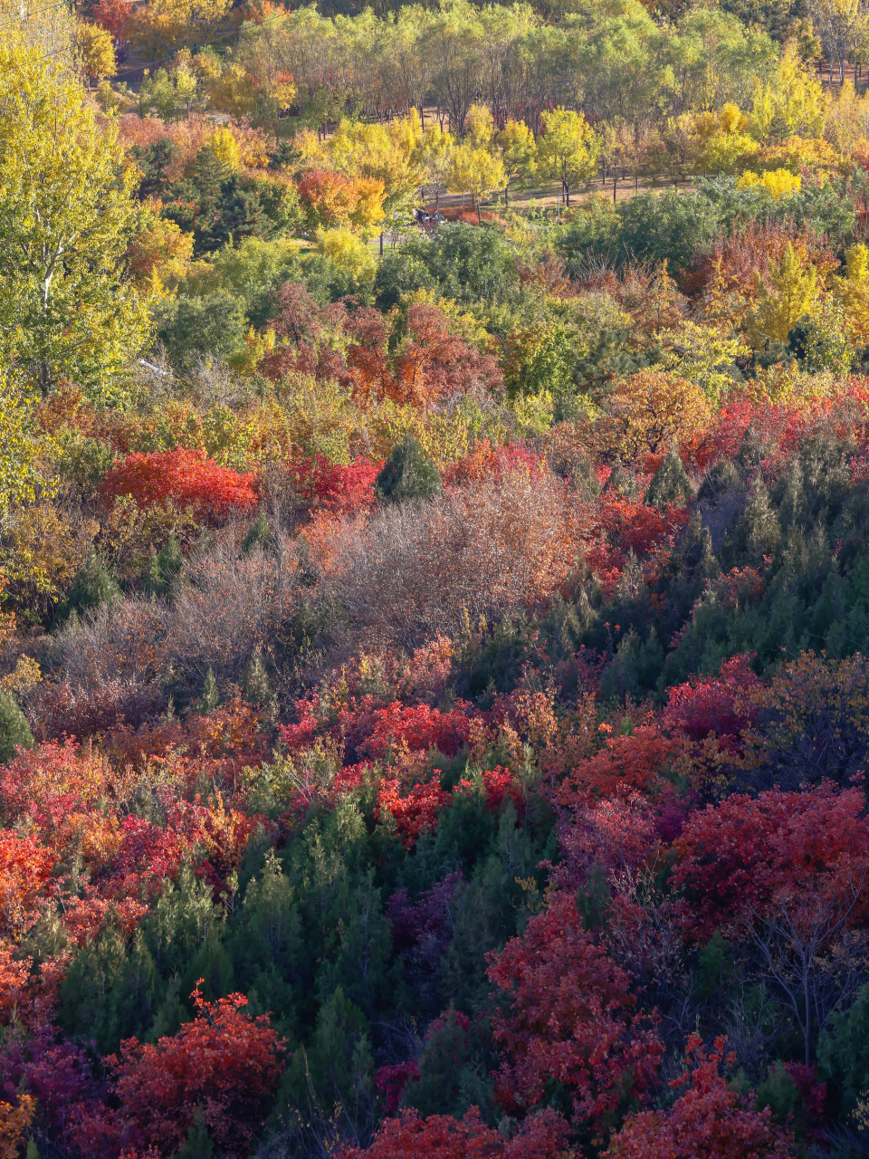 丙火猛烈,欺霜侮雪;能煅庚金,从辛反怯;土众生慈,水猖显节;虎马犬乡