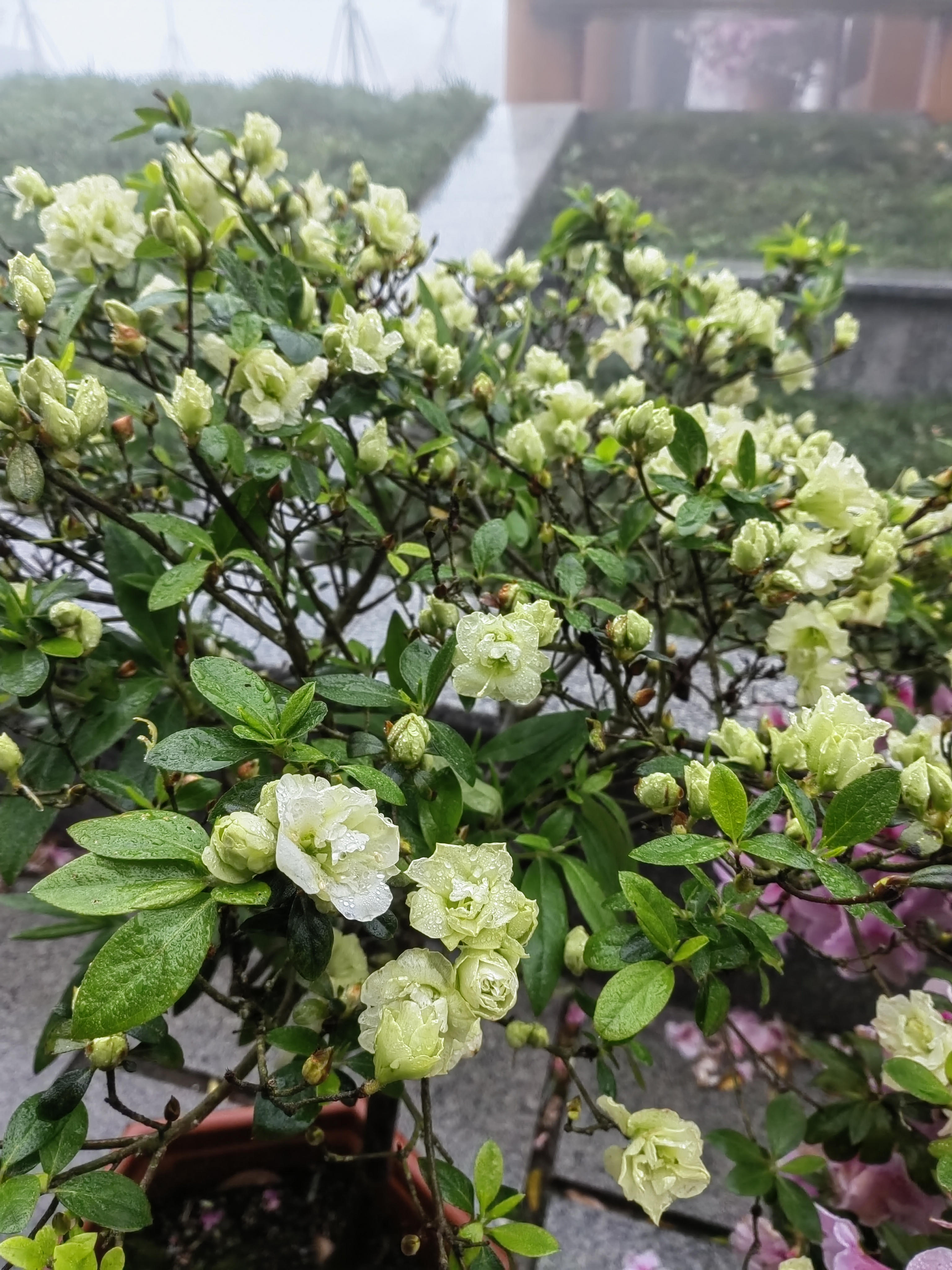 绿色的杜鹃花特别引人注目,雾气蒙蒙的山顶让人流连忘返.