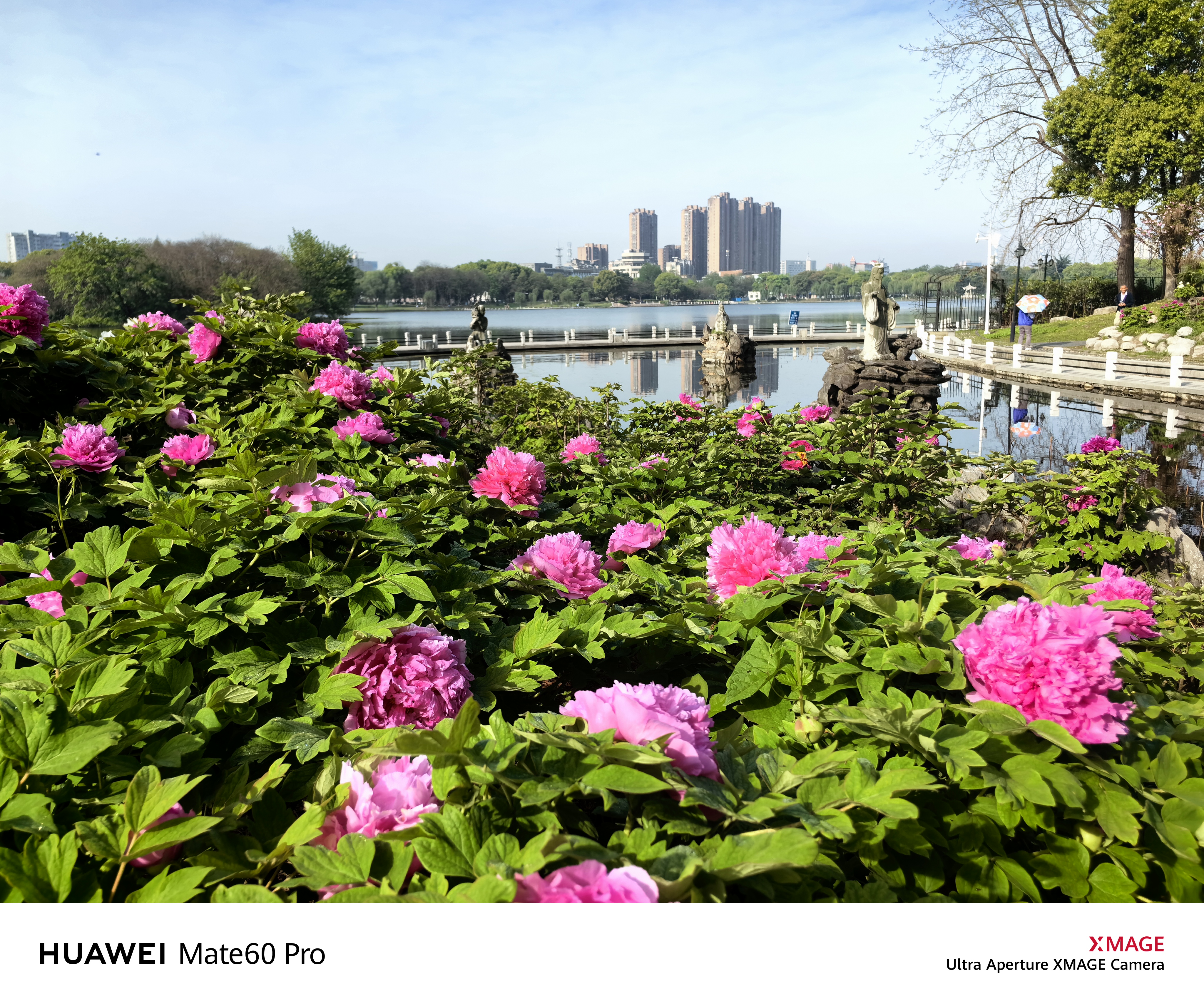 安庆市市花图片