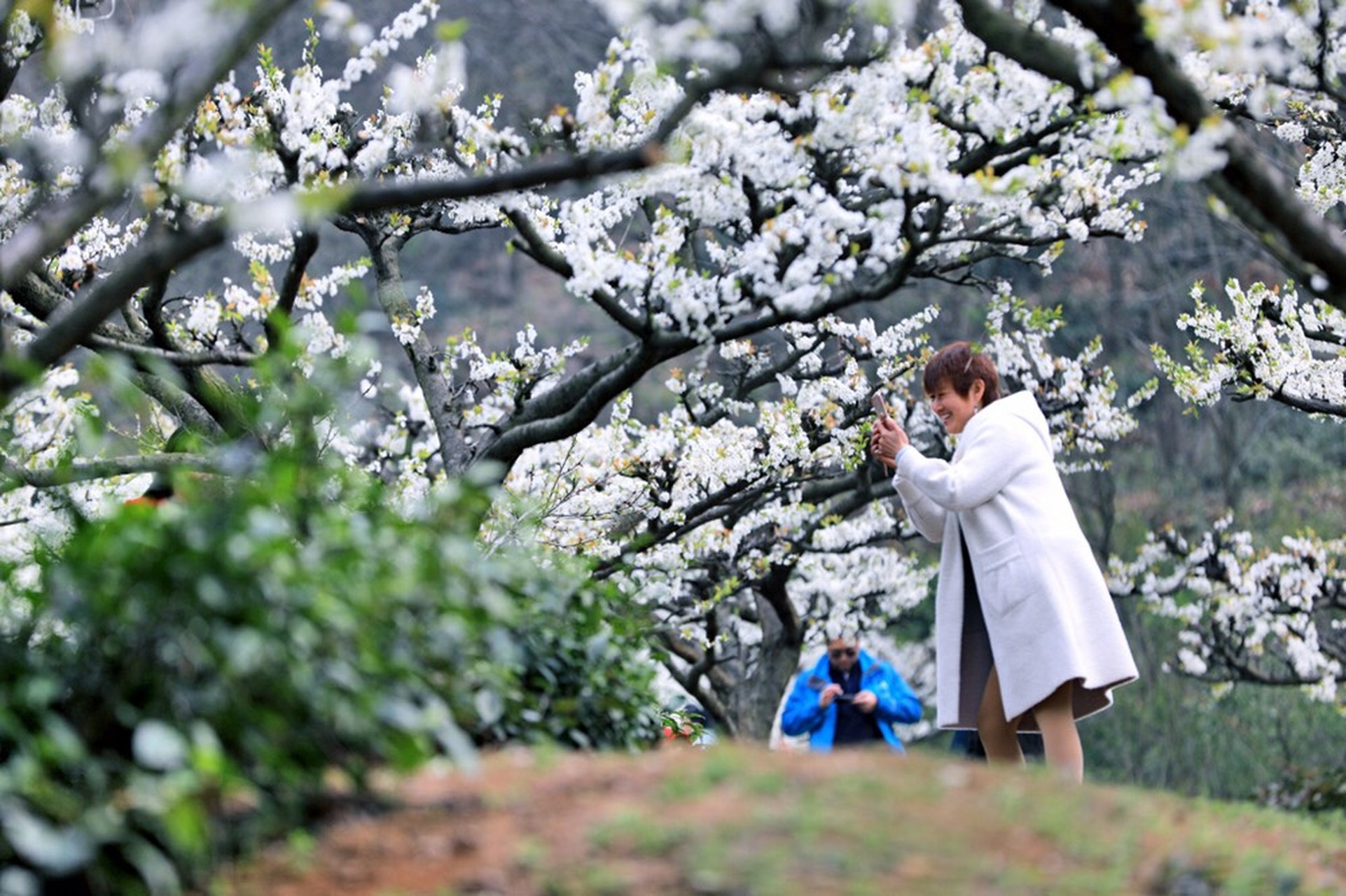 春日随手拍# 图片直播:安徽铜陵枞阳县周潭大山春潮花海.