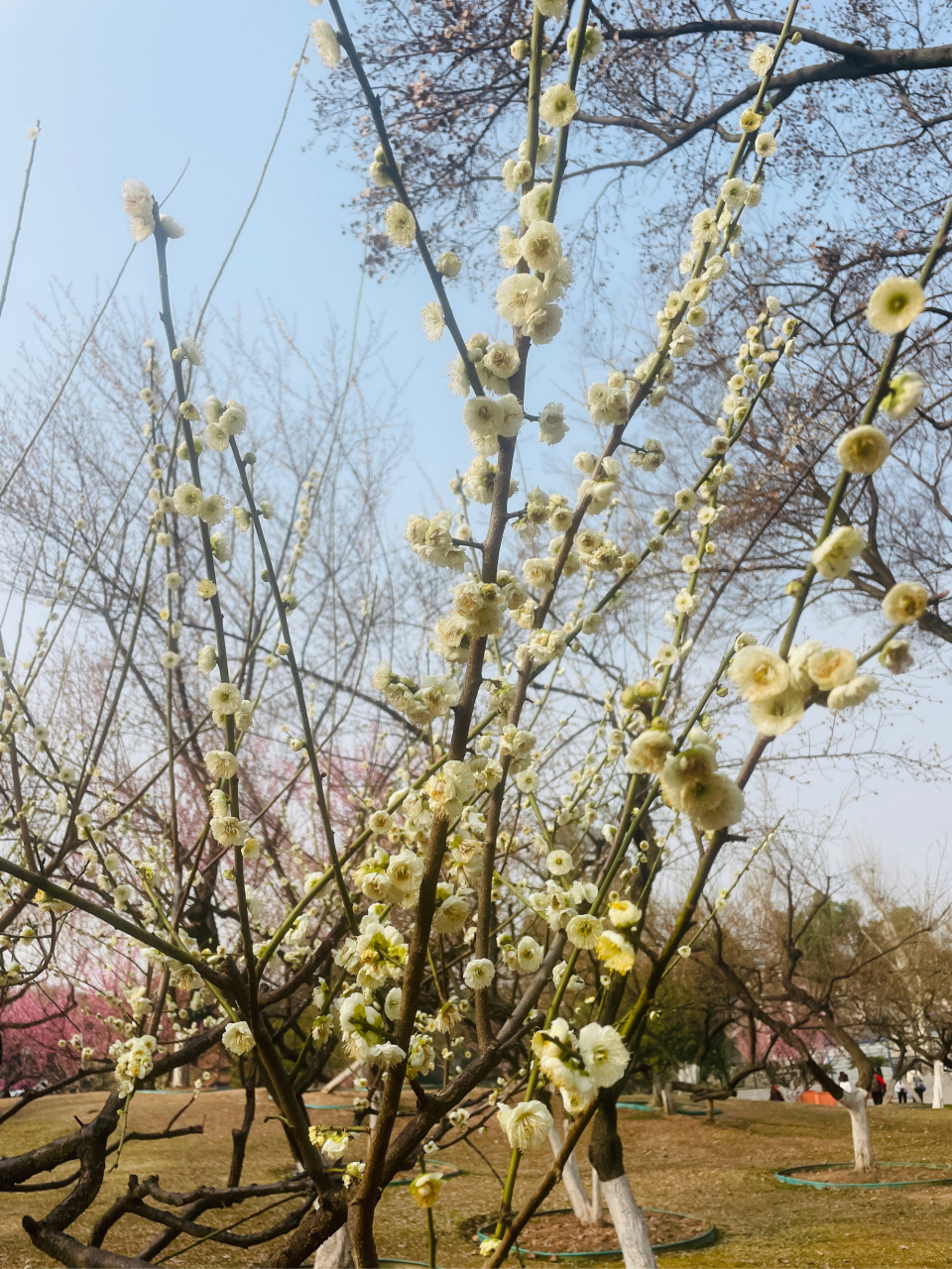 玉樓春·春景 北宋宋祁 東城漸覺風光好,縠皺波紋迎客棹.