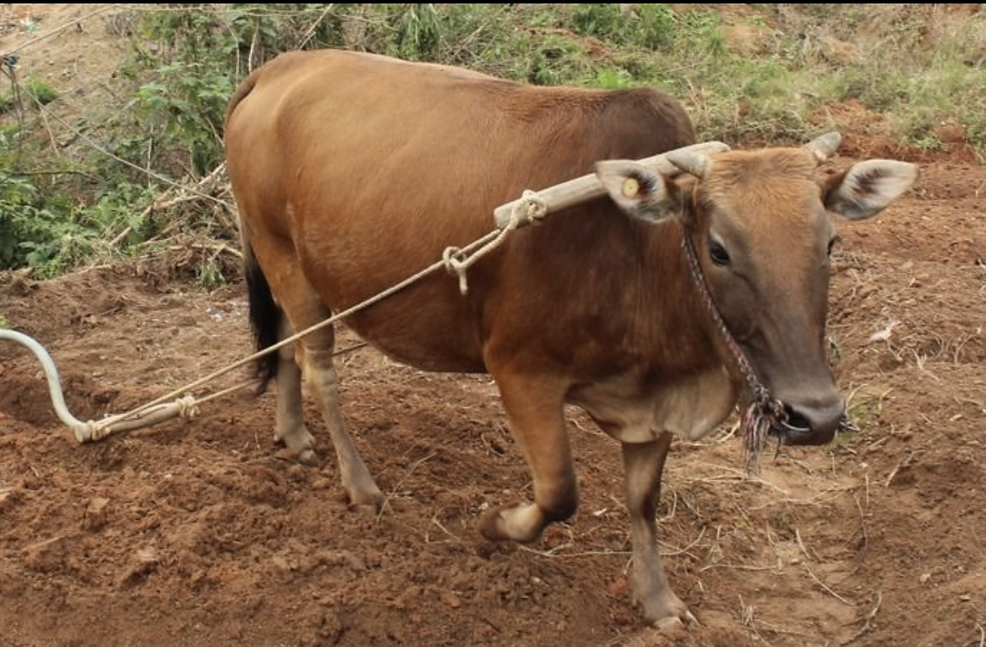 杀牛. 杀牛的人不用刀,他用铁锤. 他将大铁锤抡圆了往牛头上砸.