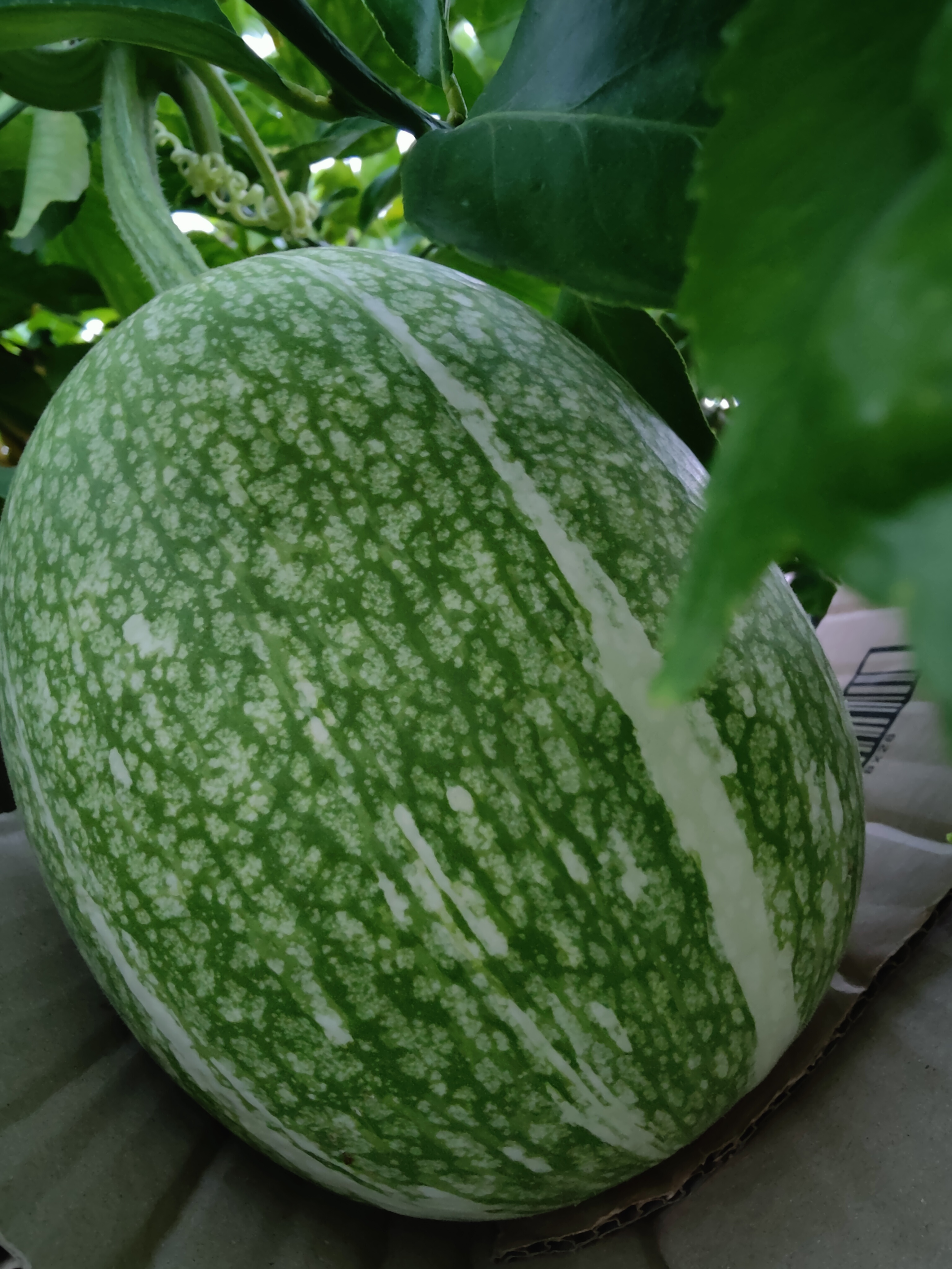 鱼翅瓜的做法大全,鱼翅羹汤最简单的做法 鱼翅瓜的做法大全,鱼翅羹汤最简单的做法