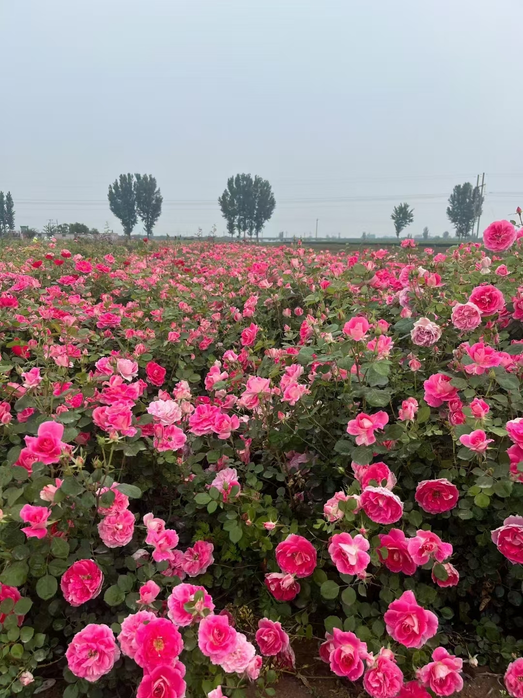 丰花月季,繁花簇拥,如燃烧的浪漫焰火