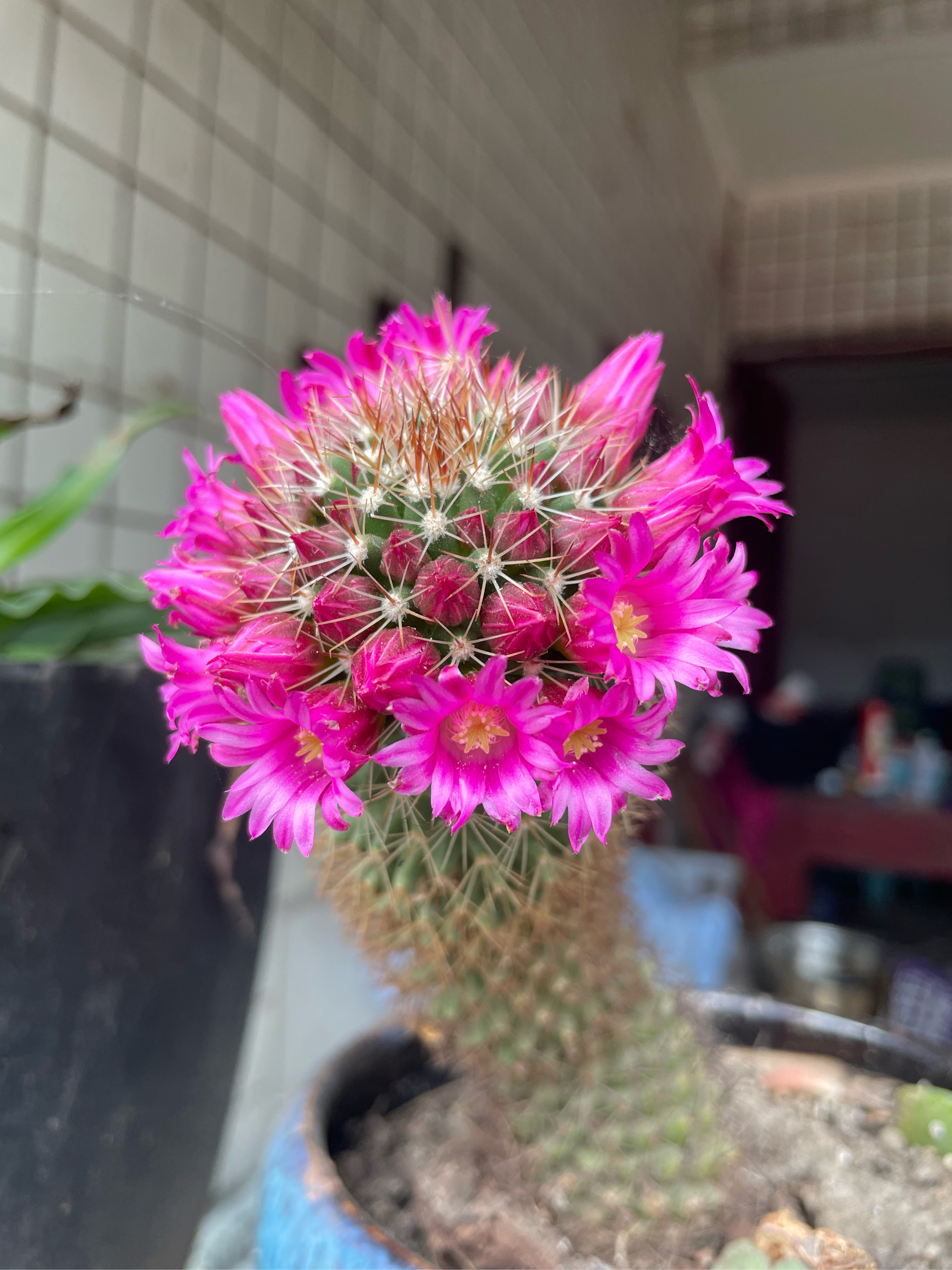 最美仙人球开花图片图片