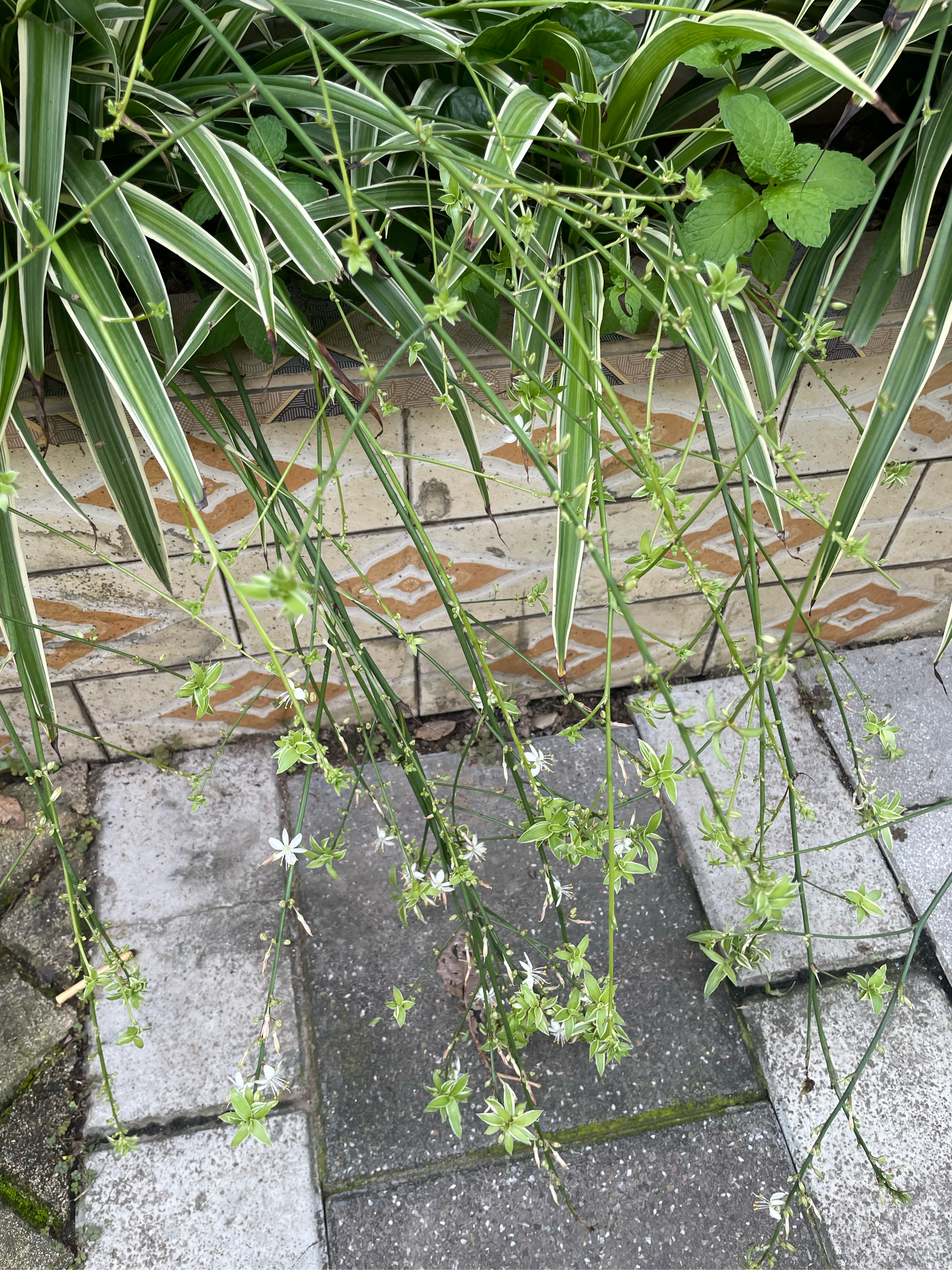 开白花的吊兰图片