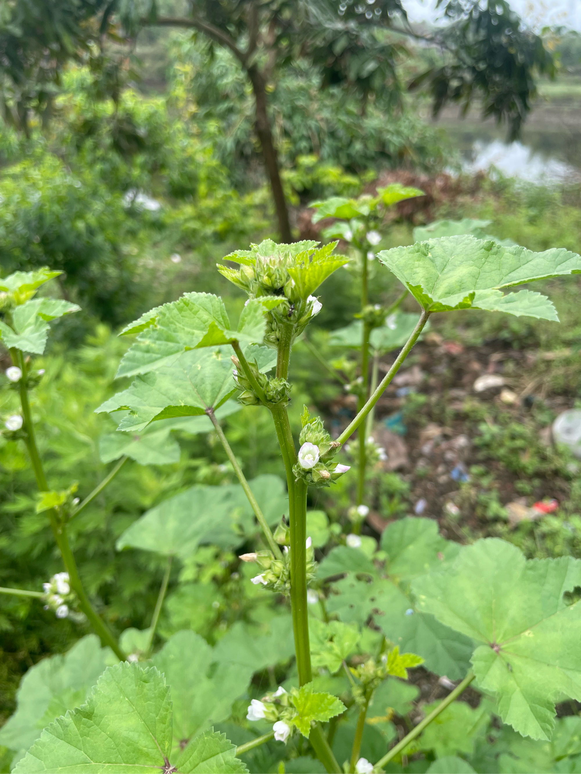 冬寒菜花的图片图片