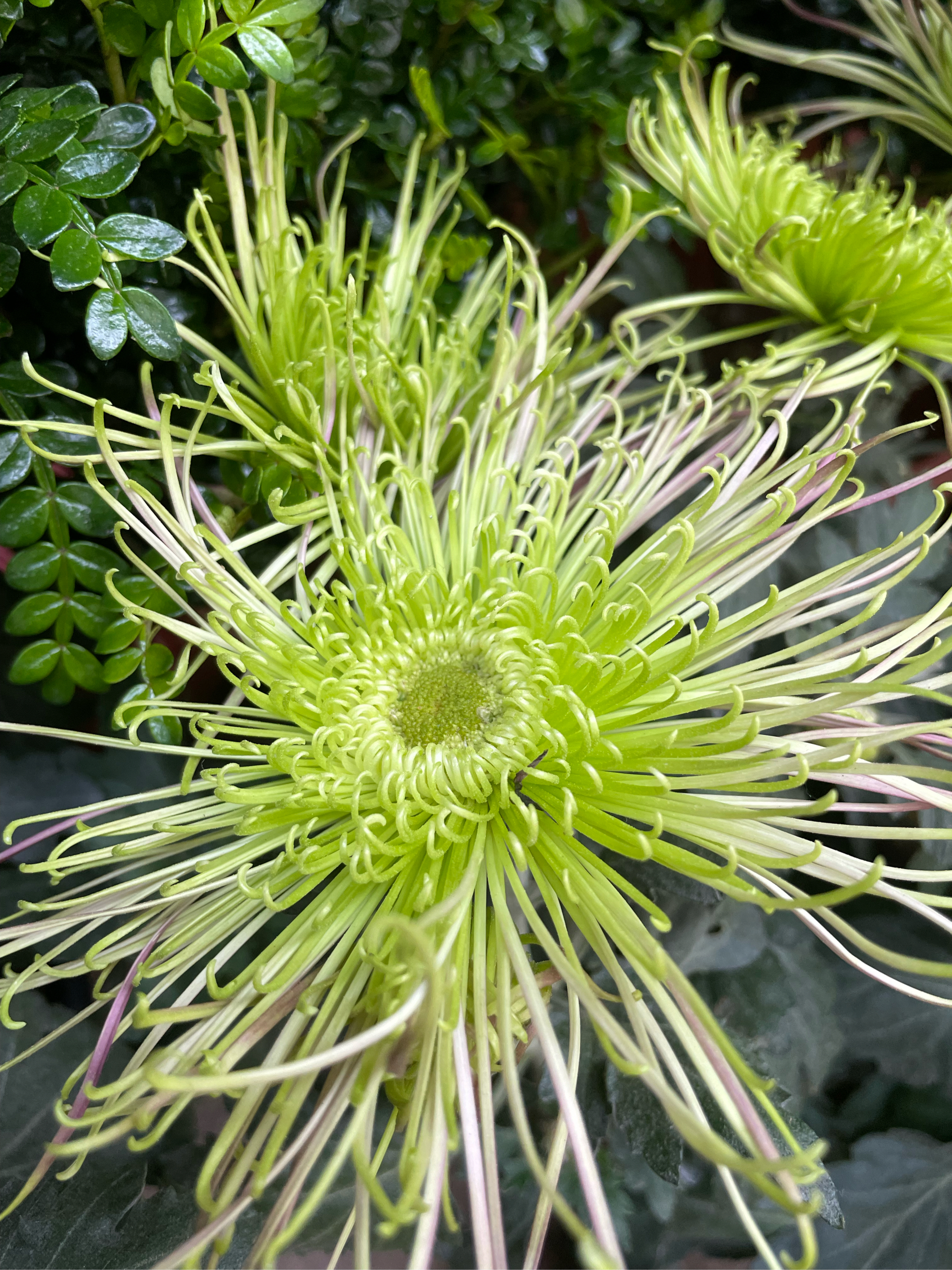 菊花的样子颜色图片