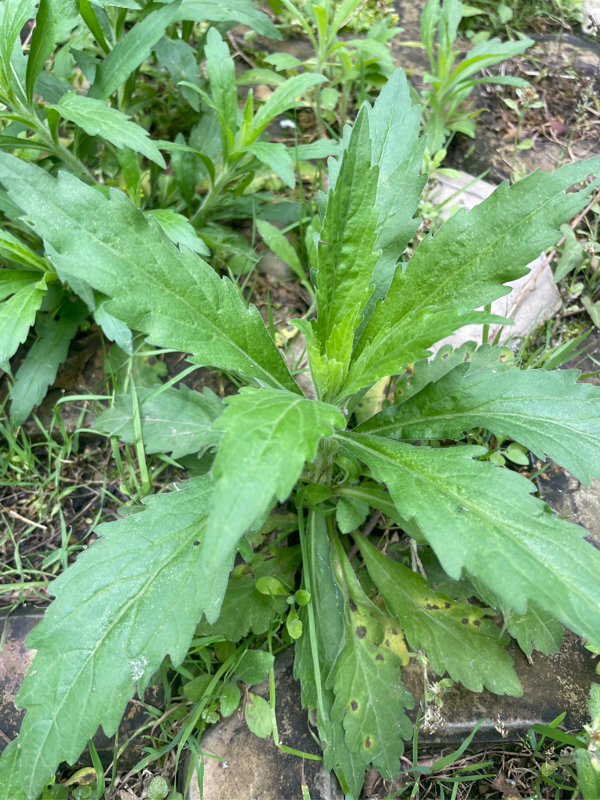 小蓬草食用方法图片