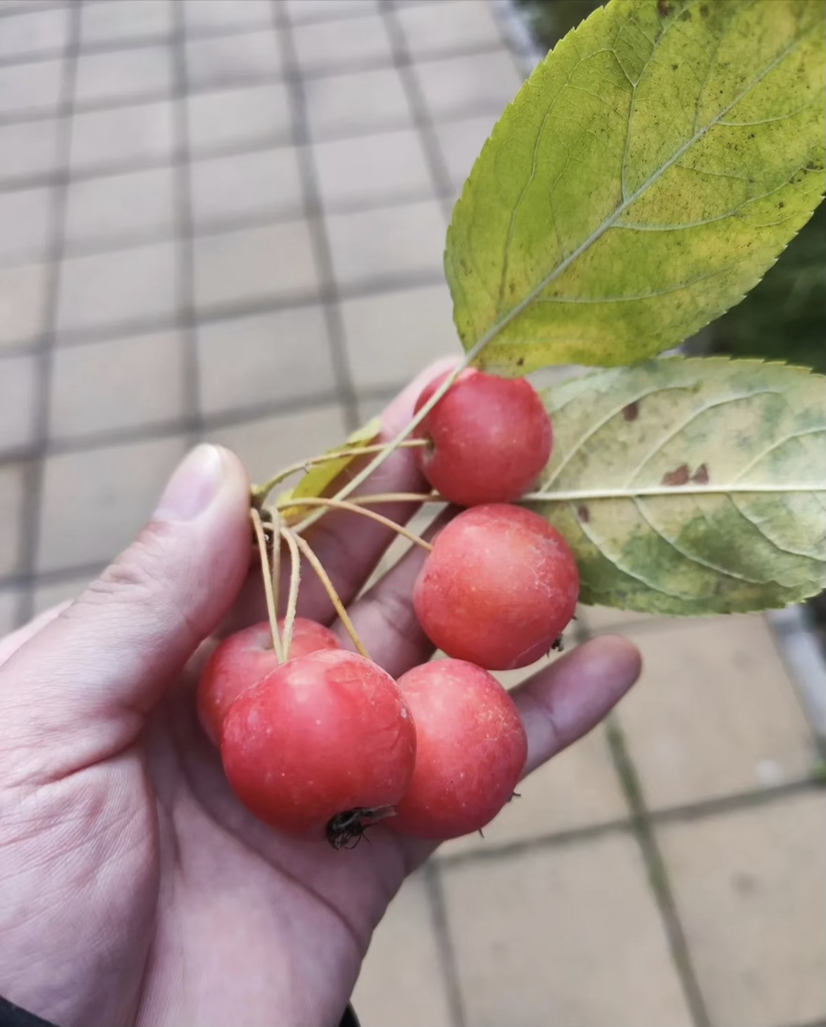 铁杆海棠果子图片