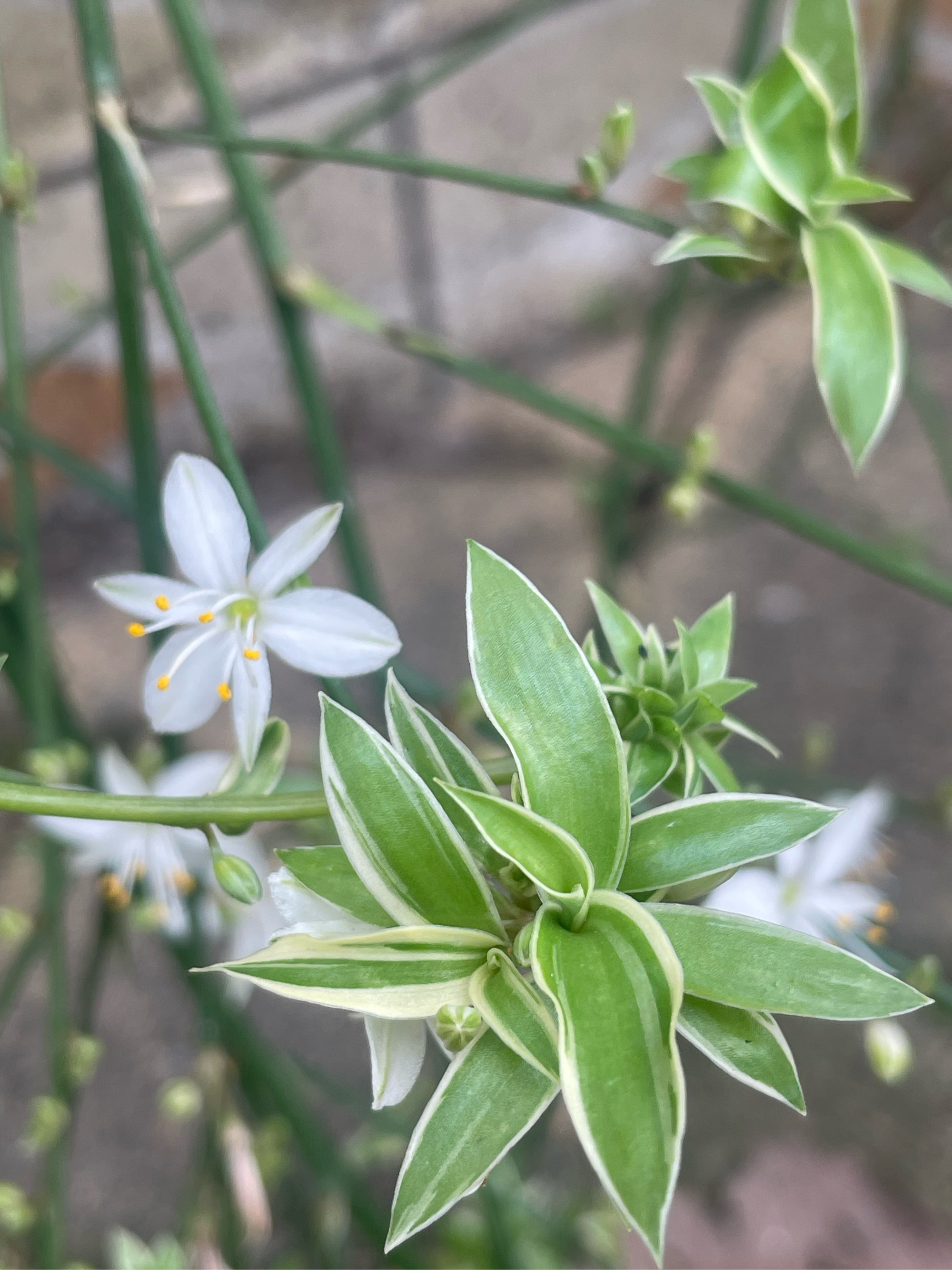 吊兰开花的样子图片