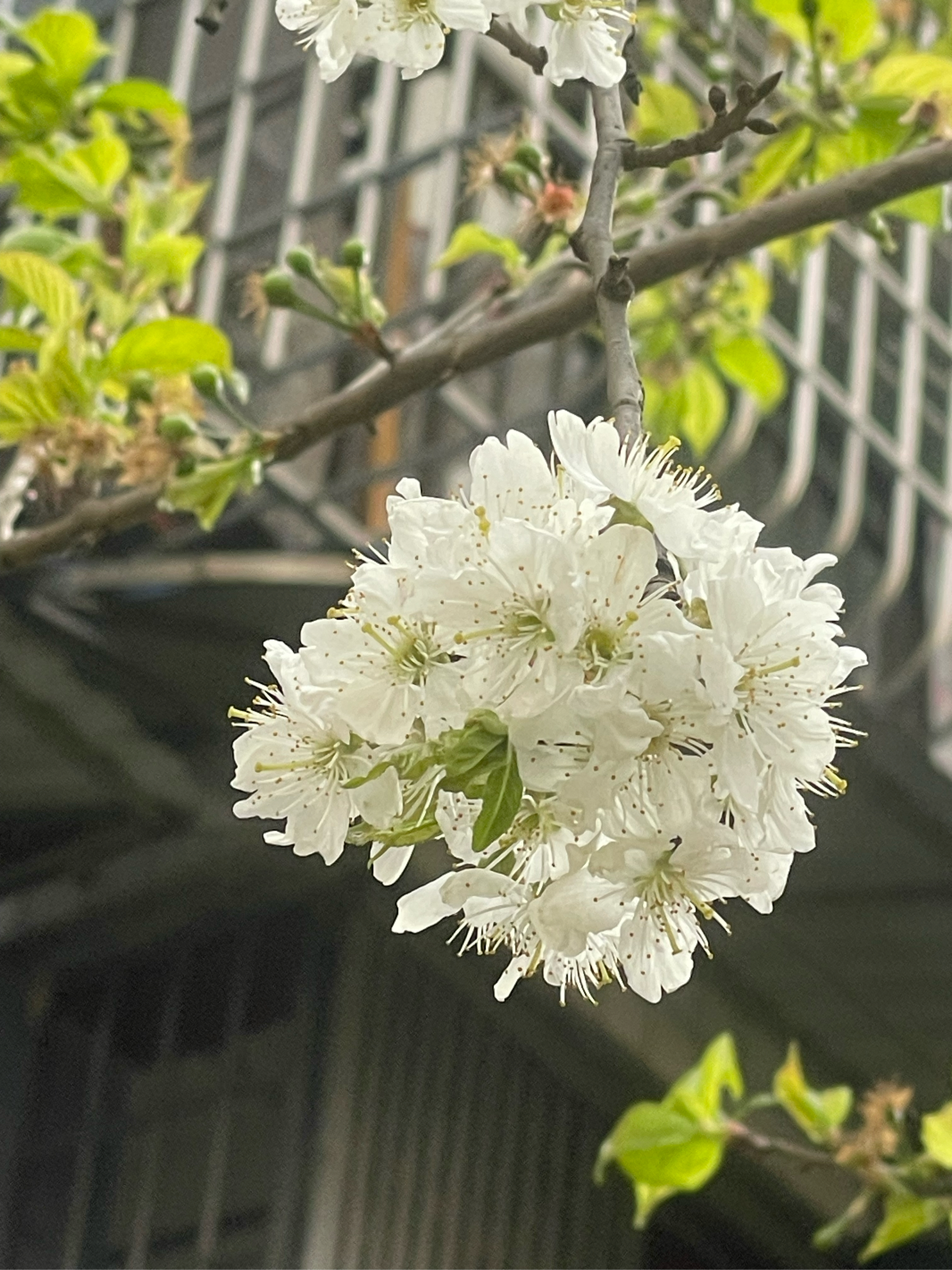 樱桃花几月开图片