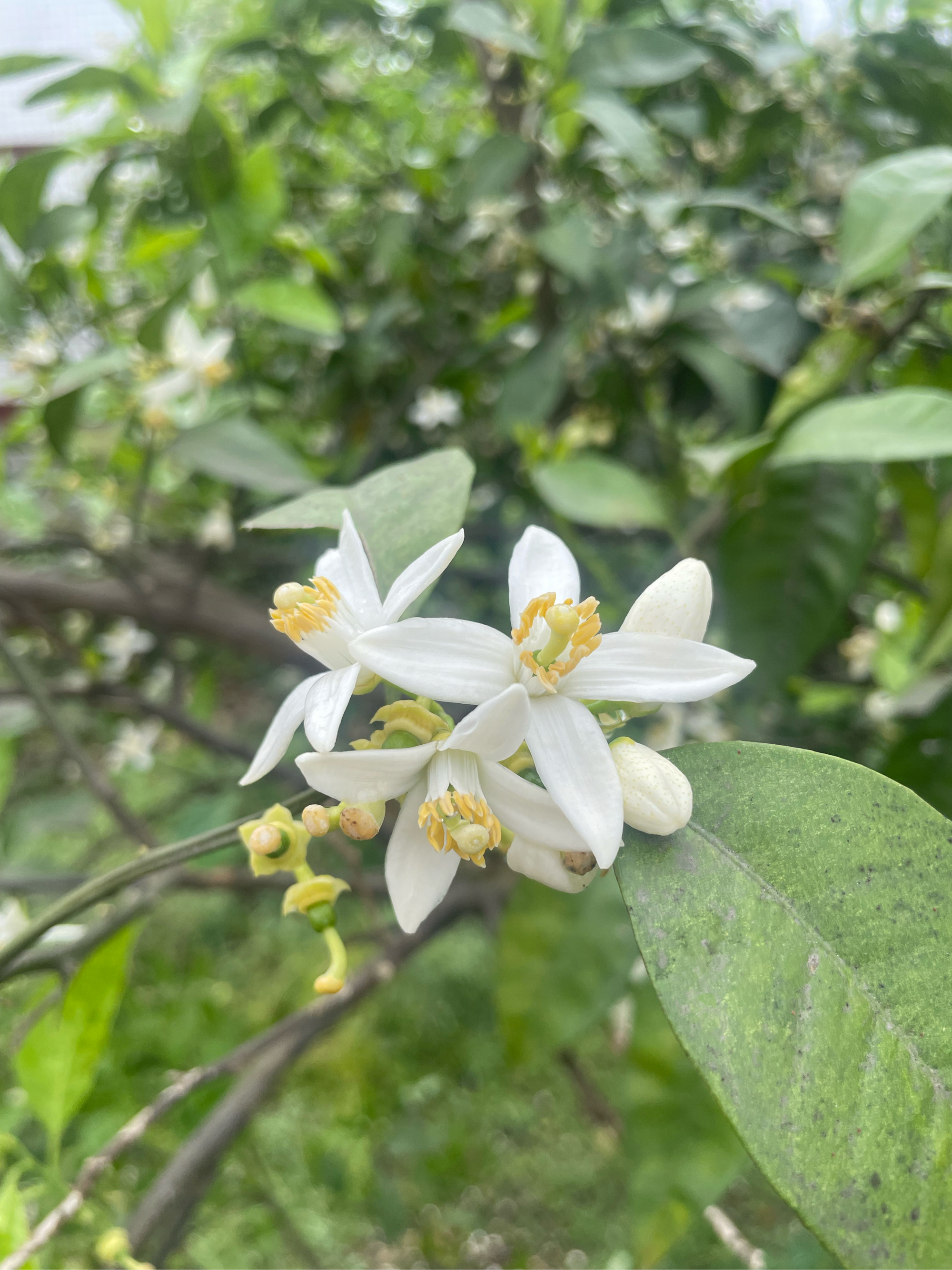 橘子花介绍图片