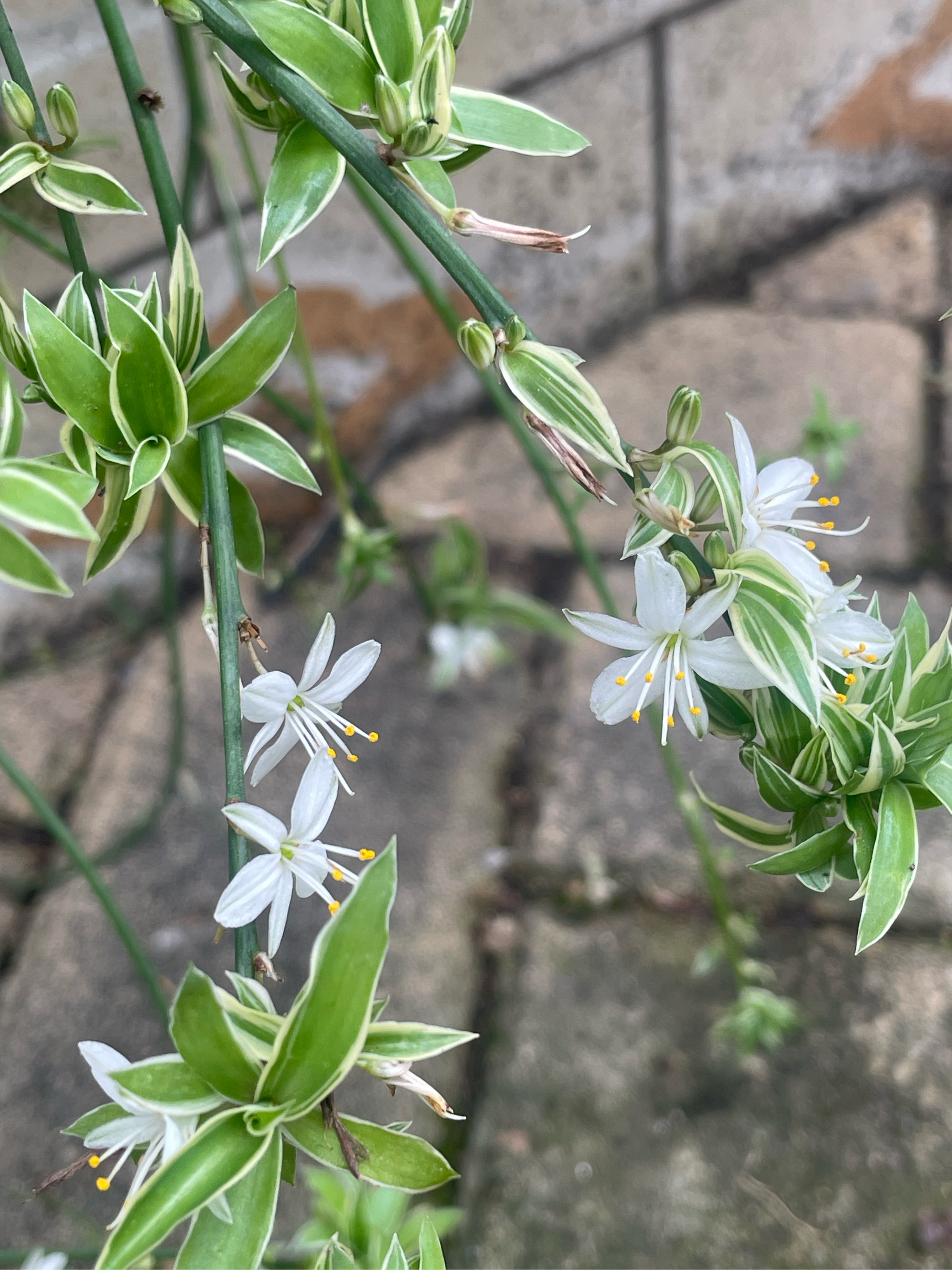 吊兰开花的样子图片