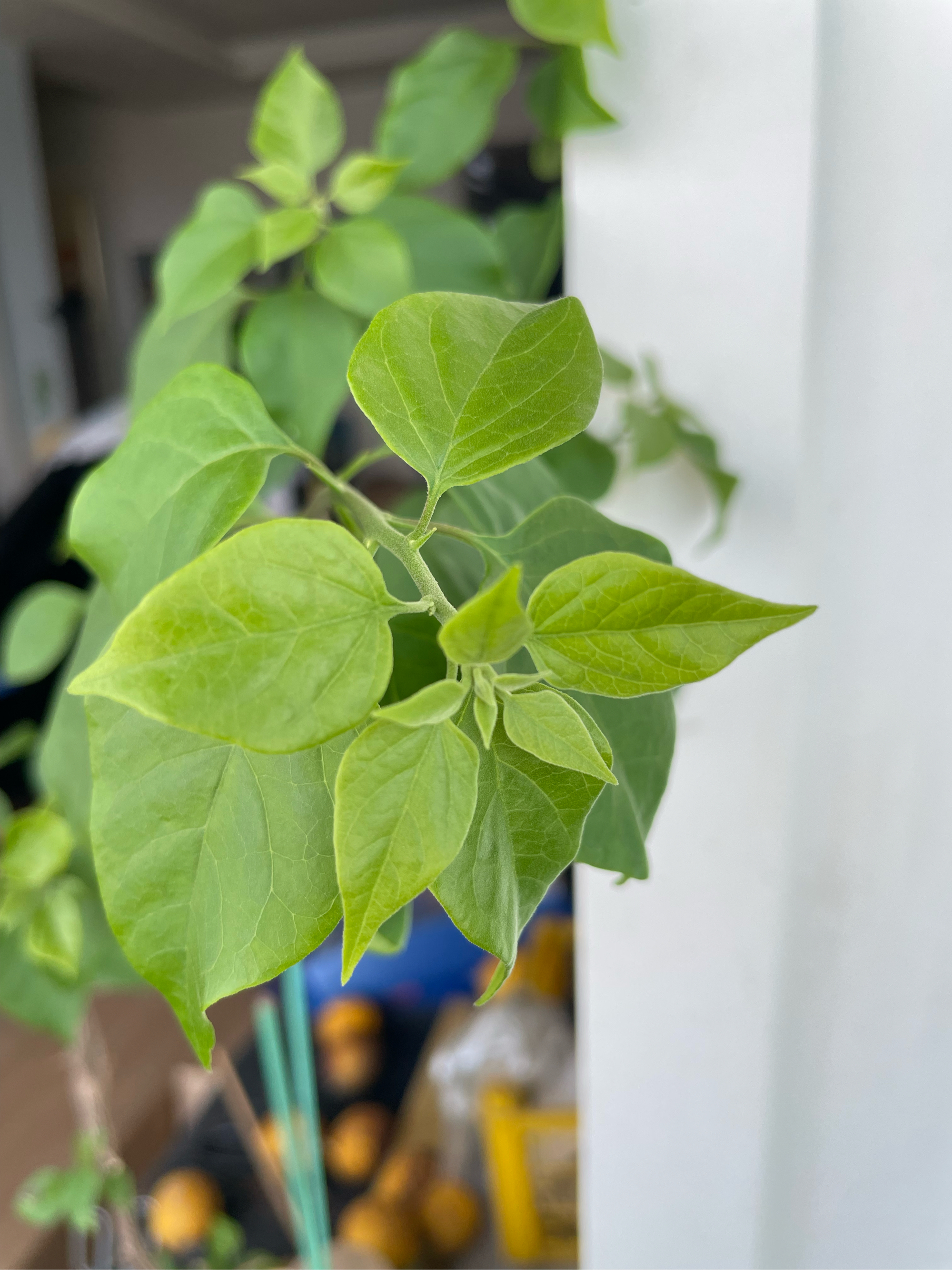 梅花不开花时的样子图片