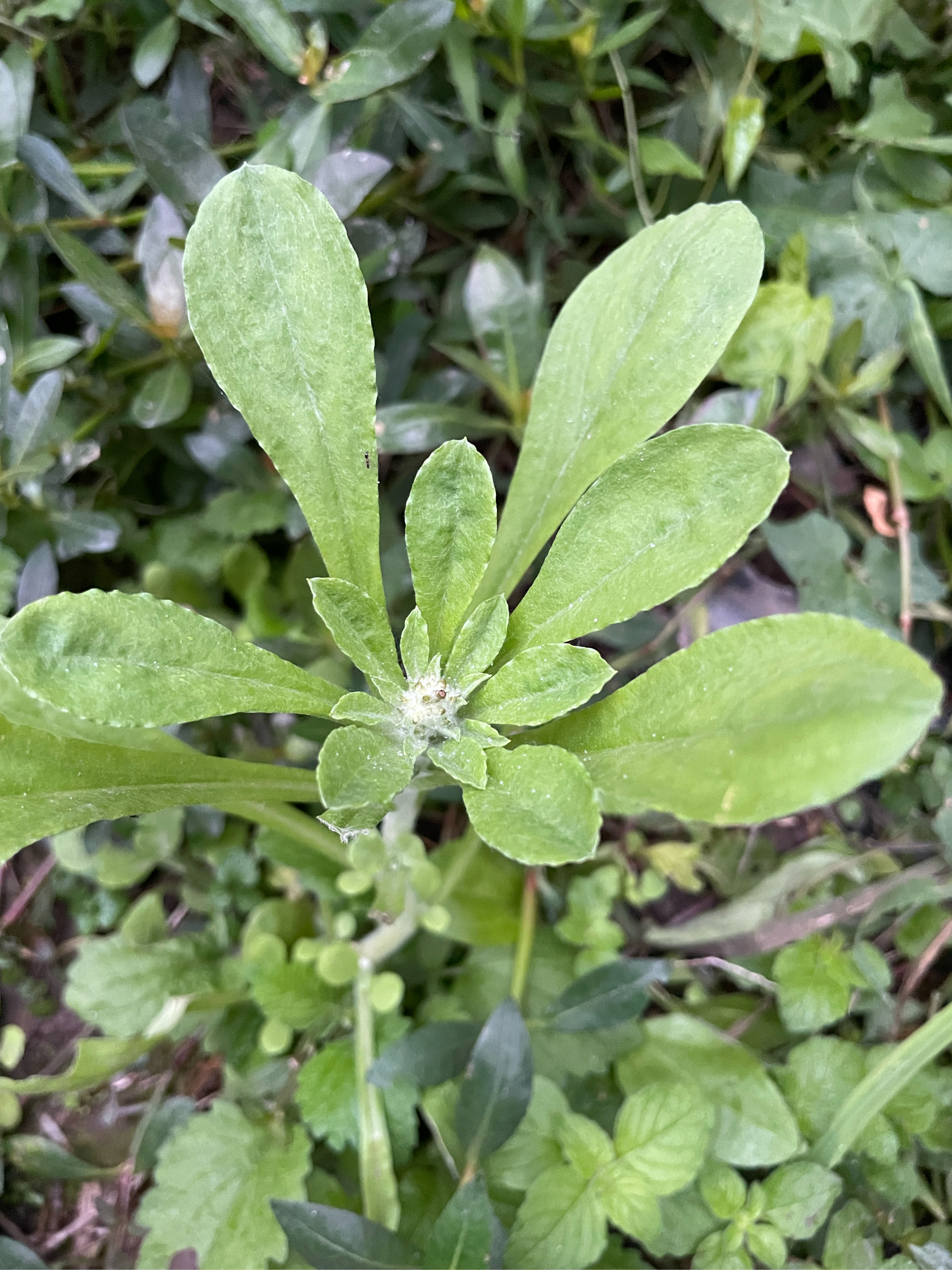 鼠刺草图片