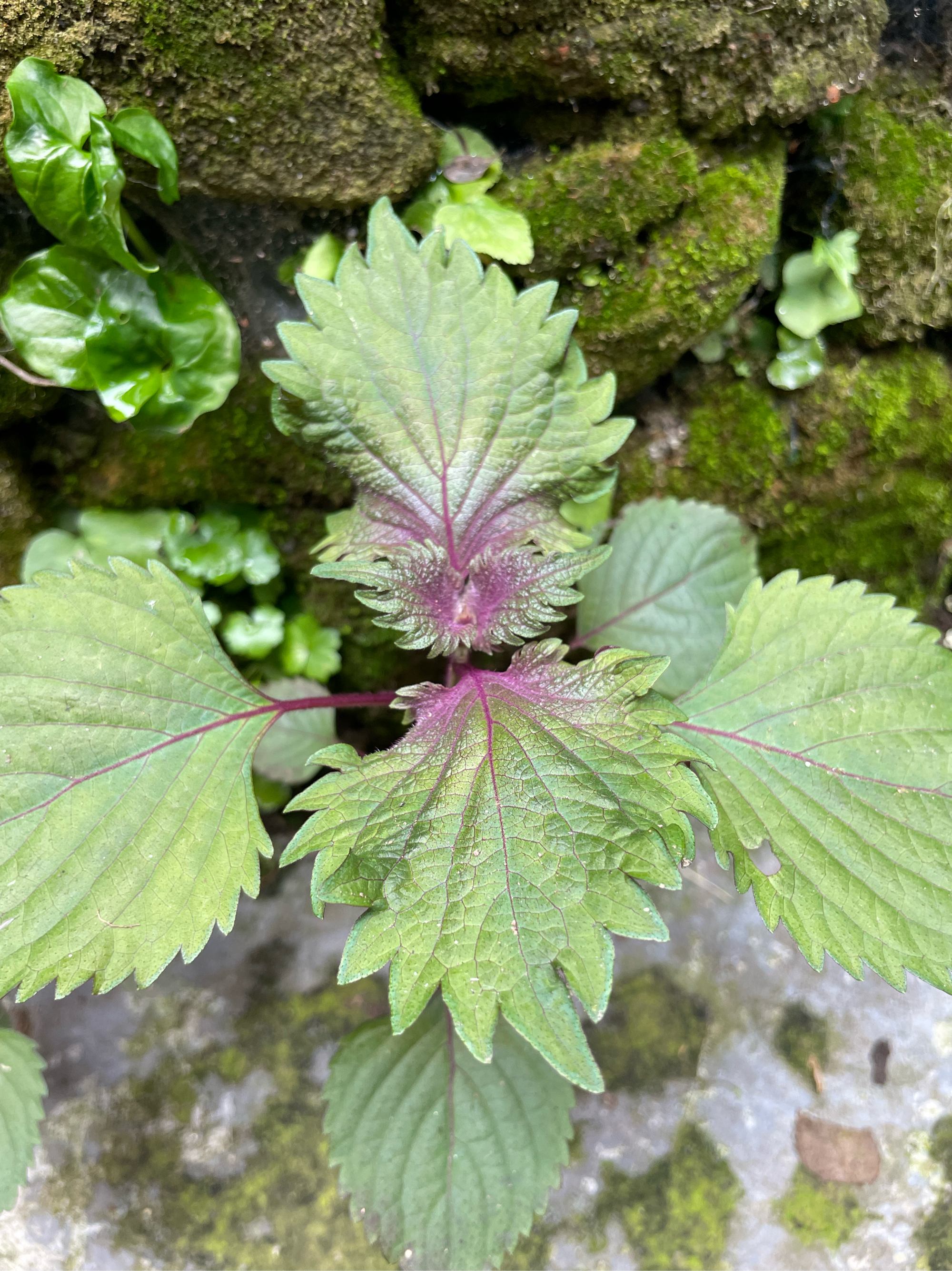 与紫苏相似的植物图片