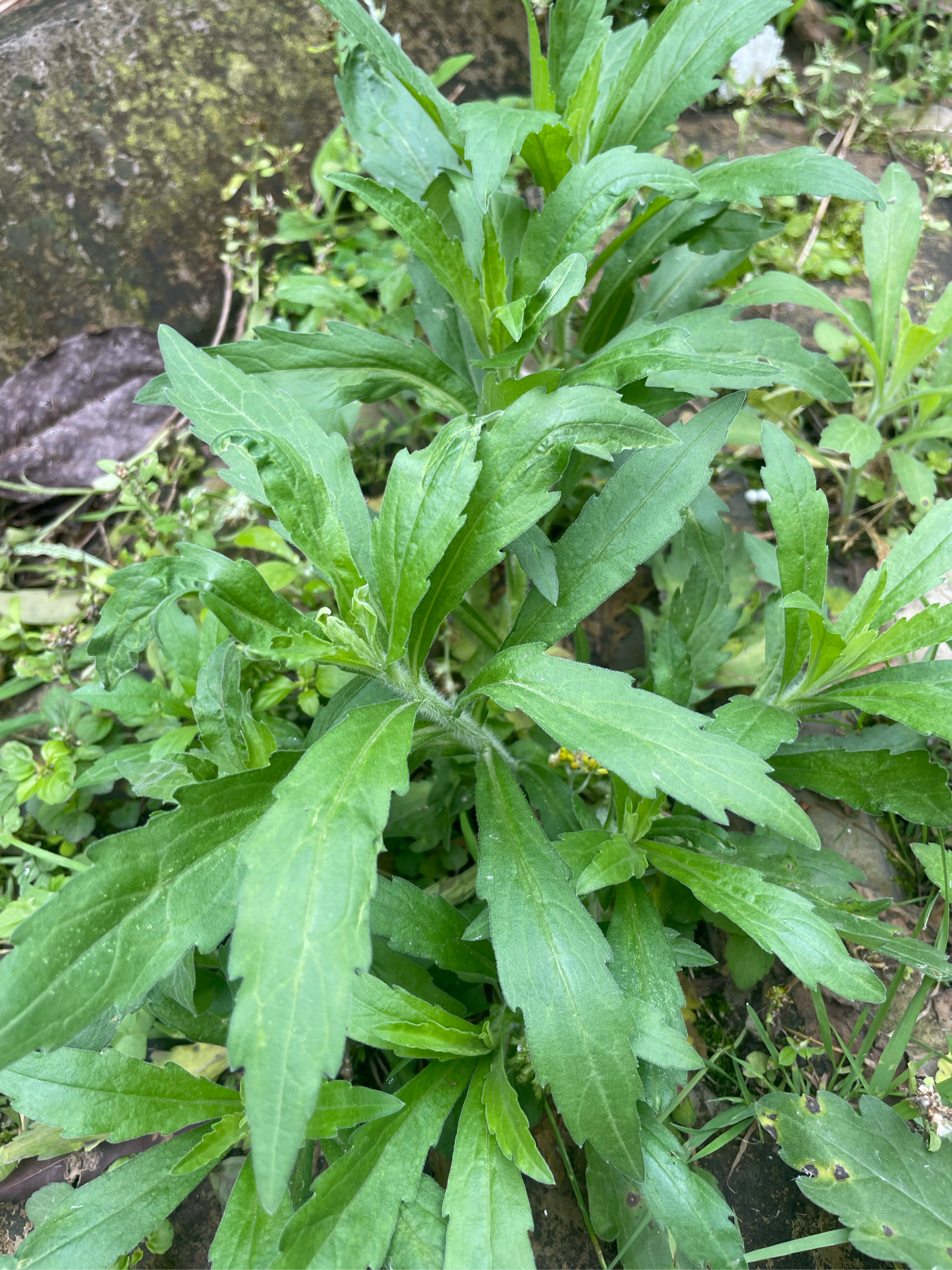 小飞蓬草的功效与作用图片