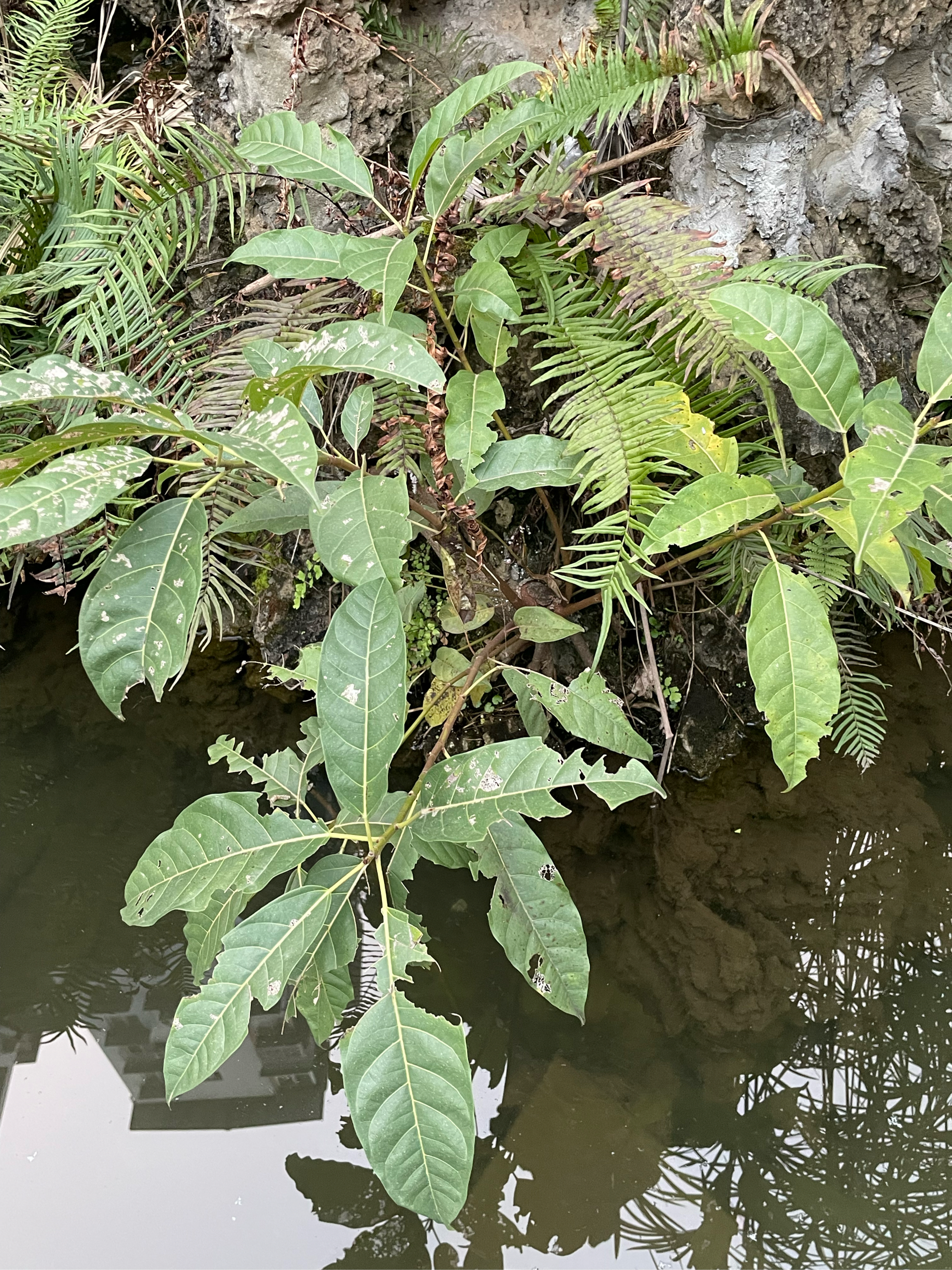 水边植物图片及名称图片