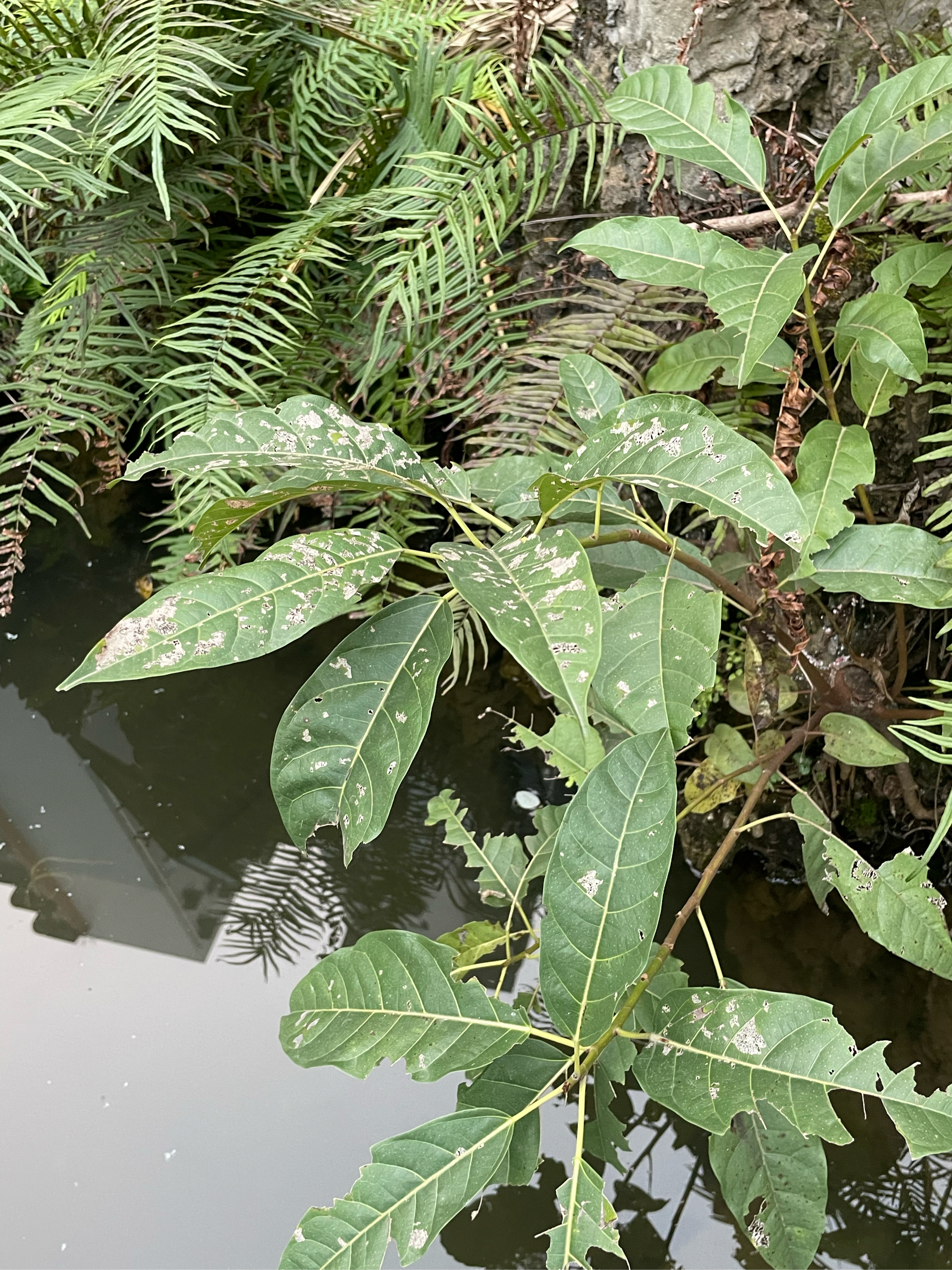 水边植物图片及名称图片