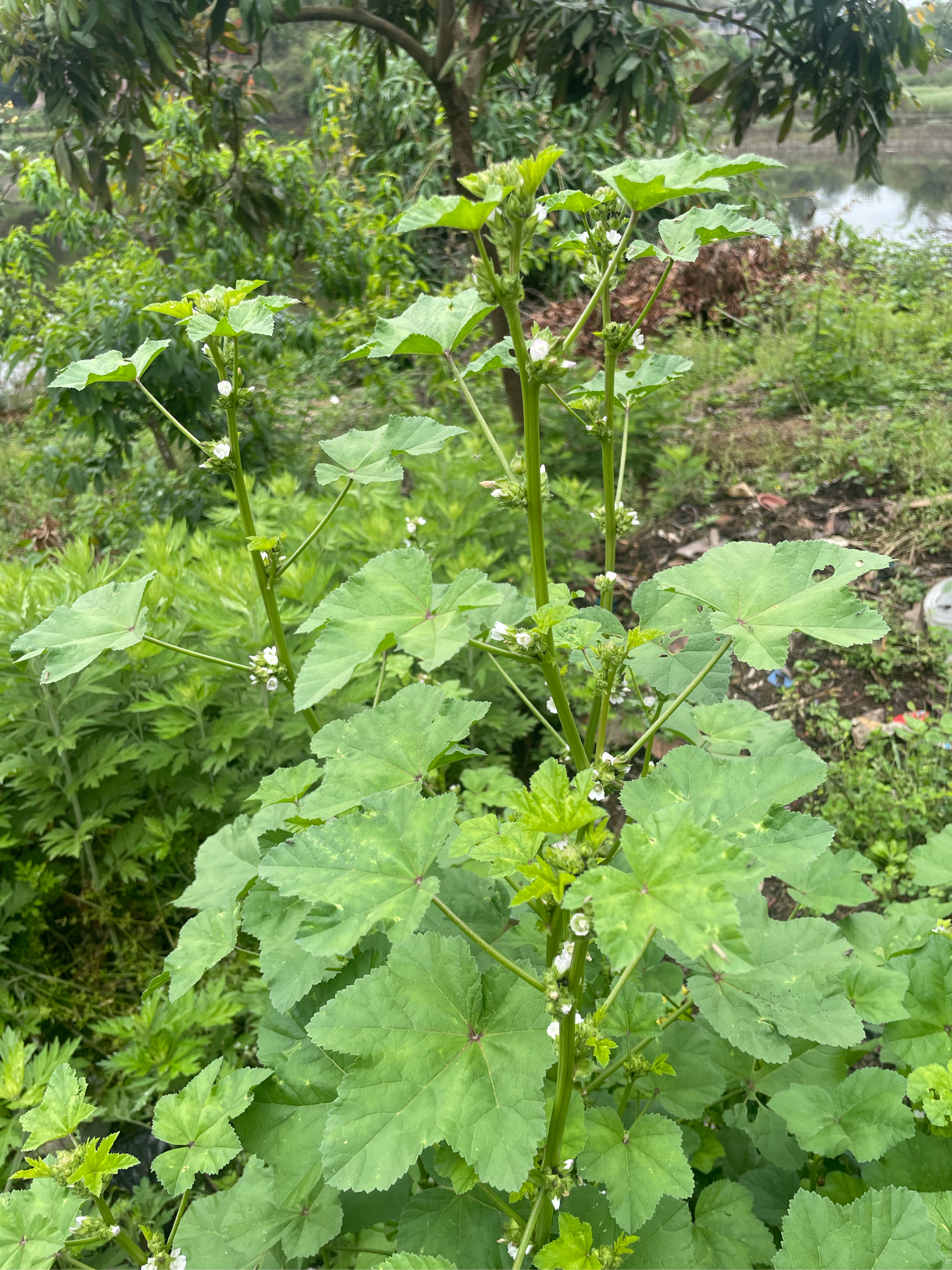 冬寒菜开花啦