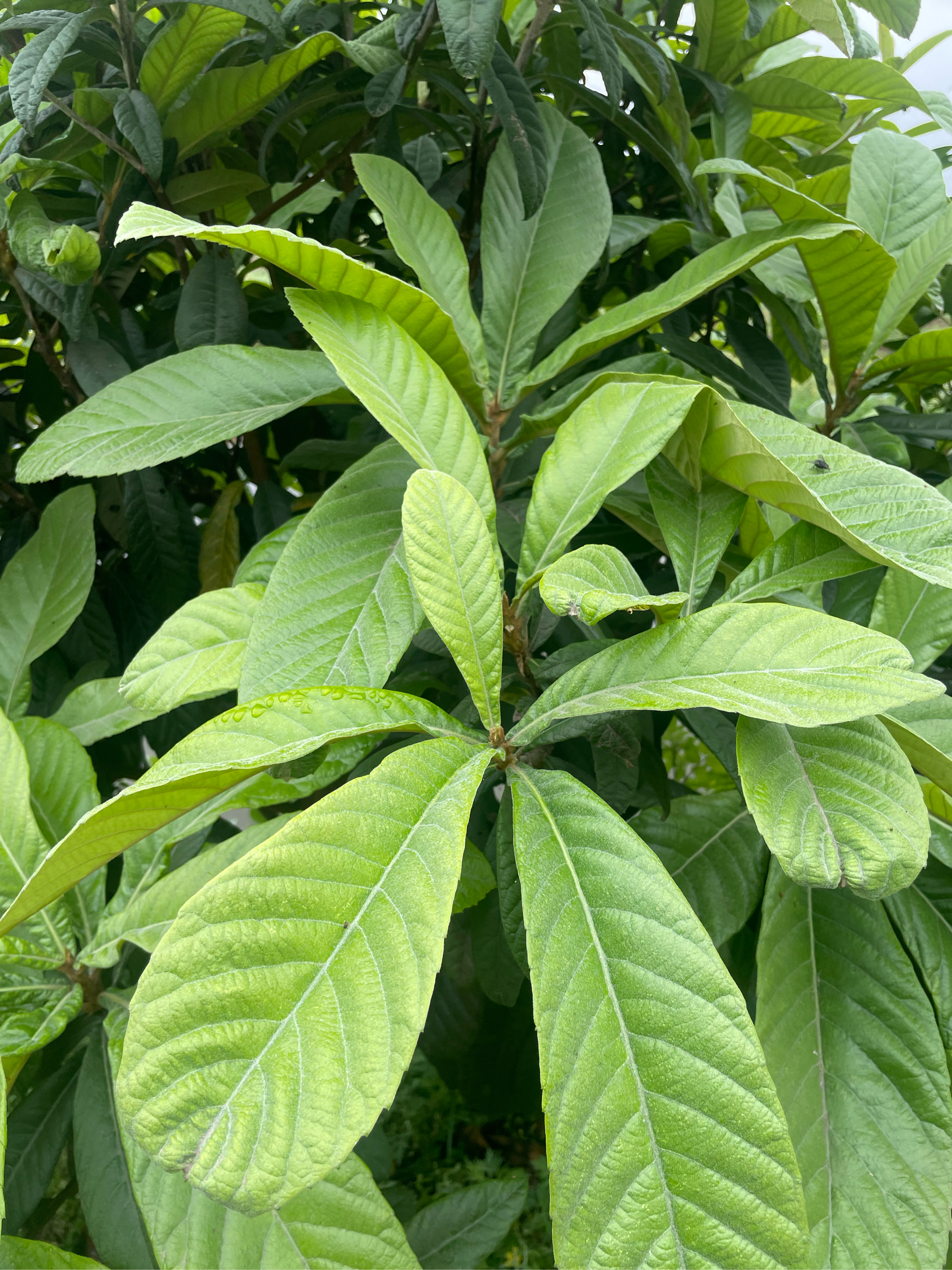 枇杷树盆景图片欣赏图片