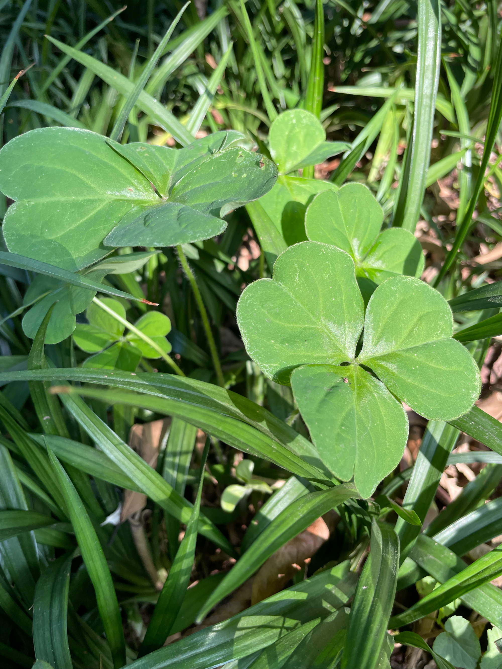 小区常见植物图片