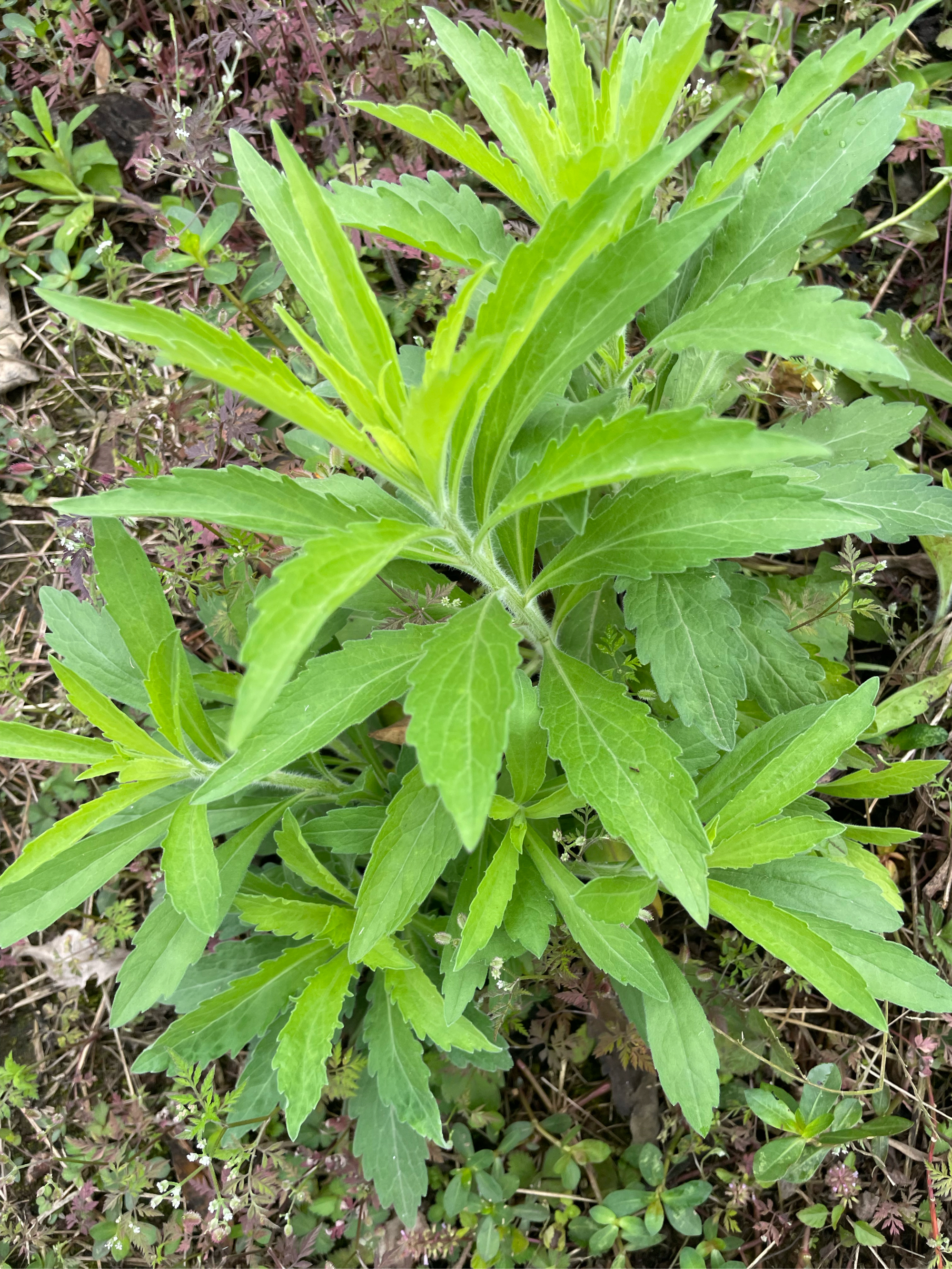 小蓬草食用方法图片