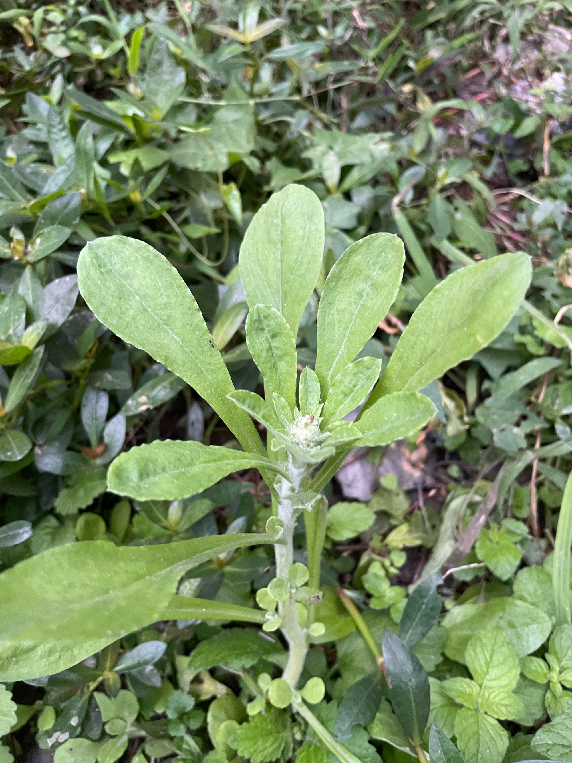 鼠刺草图片