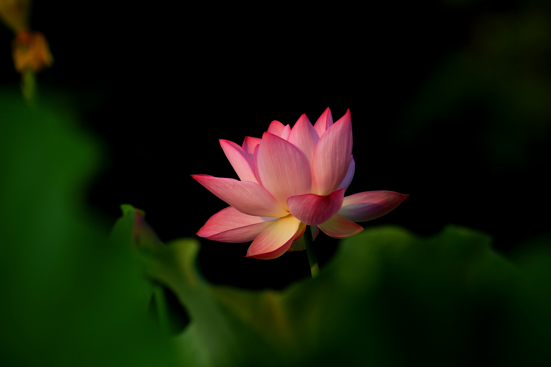 长沟湿地荷花摄影