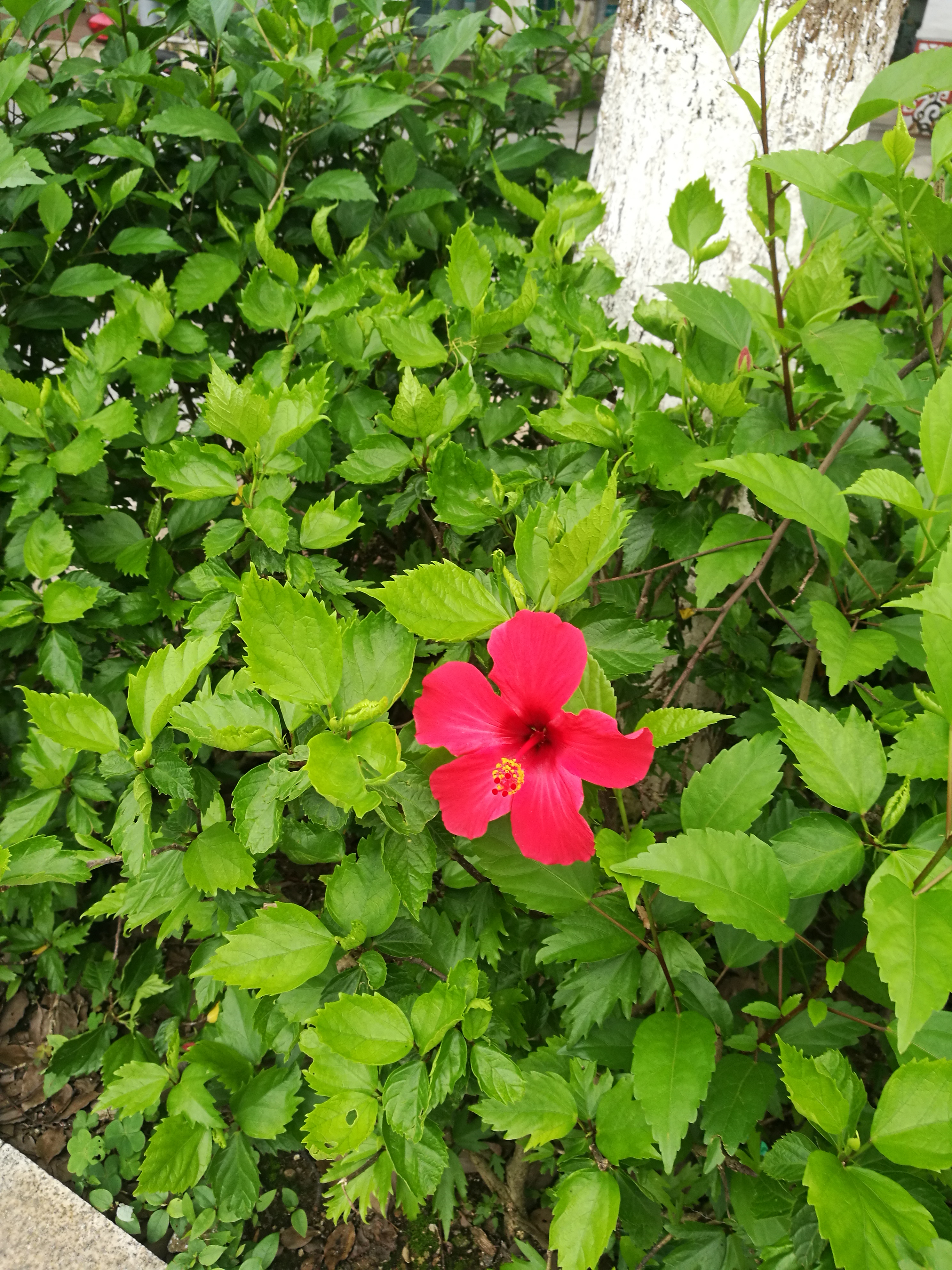 五一云游记# 柑橘少女端庄大方,娥罗多姿,城里人美花香,就这样,话不