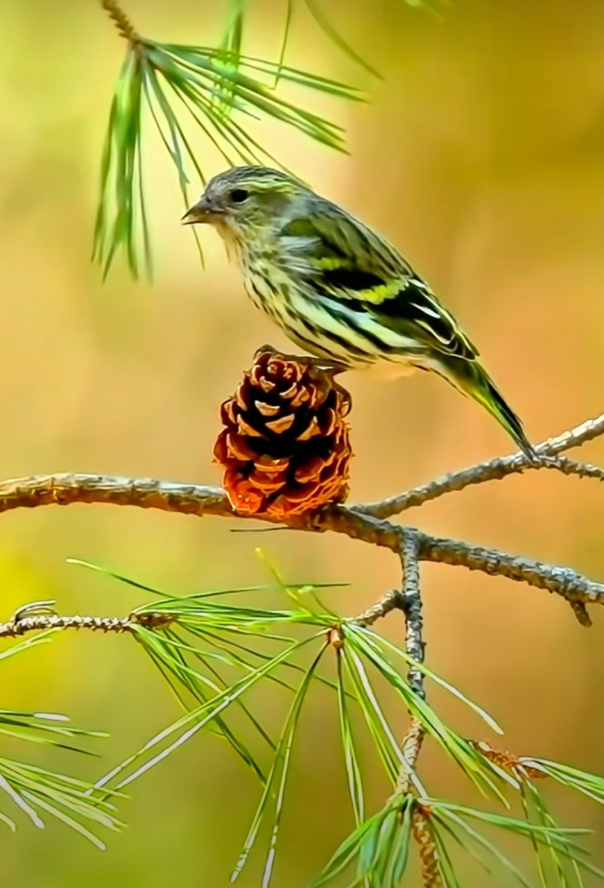 9992偶遇枝头小精灵,黄绿色的小鸟在树枝上翩翩起舞,翅膀轻展